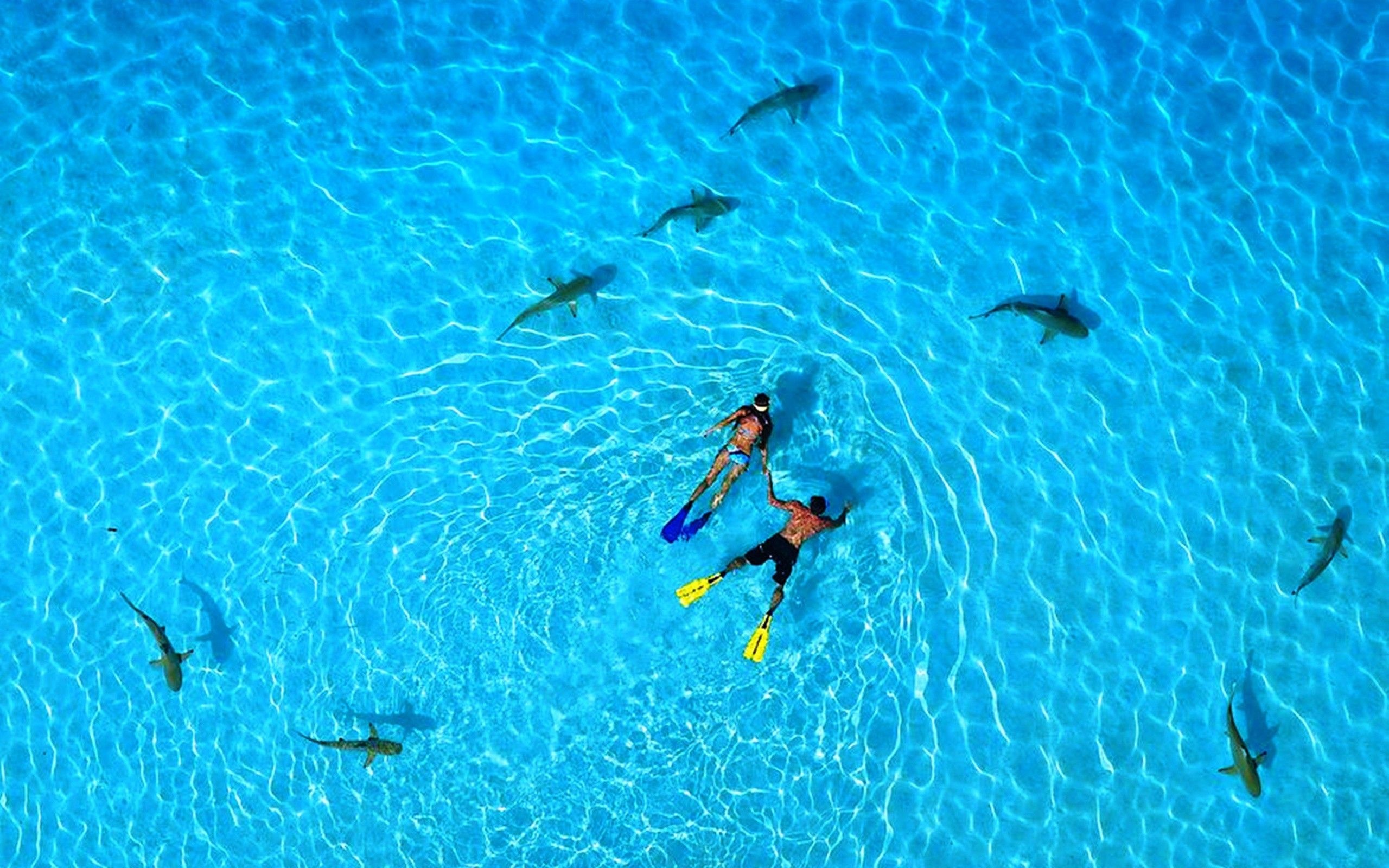 Tandem, Snorkeling Wallpaper, 2560x1600 HD Desktop