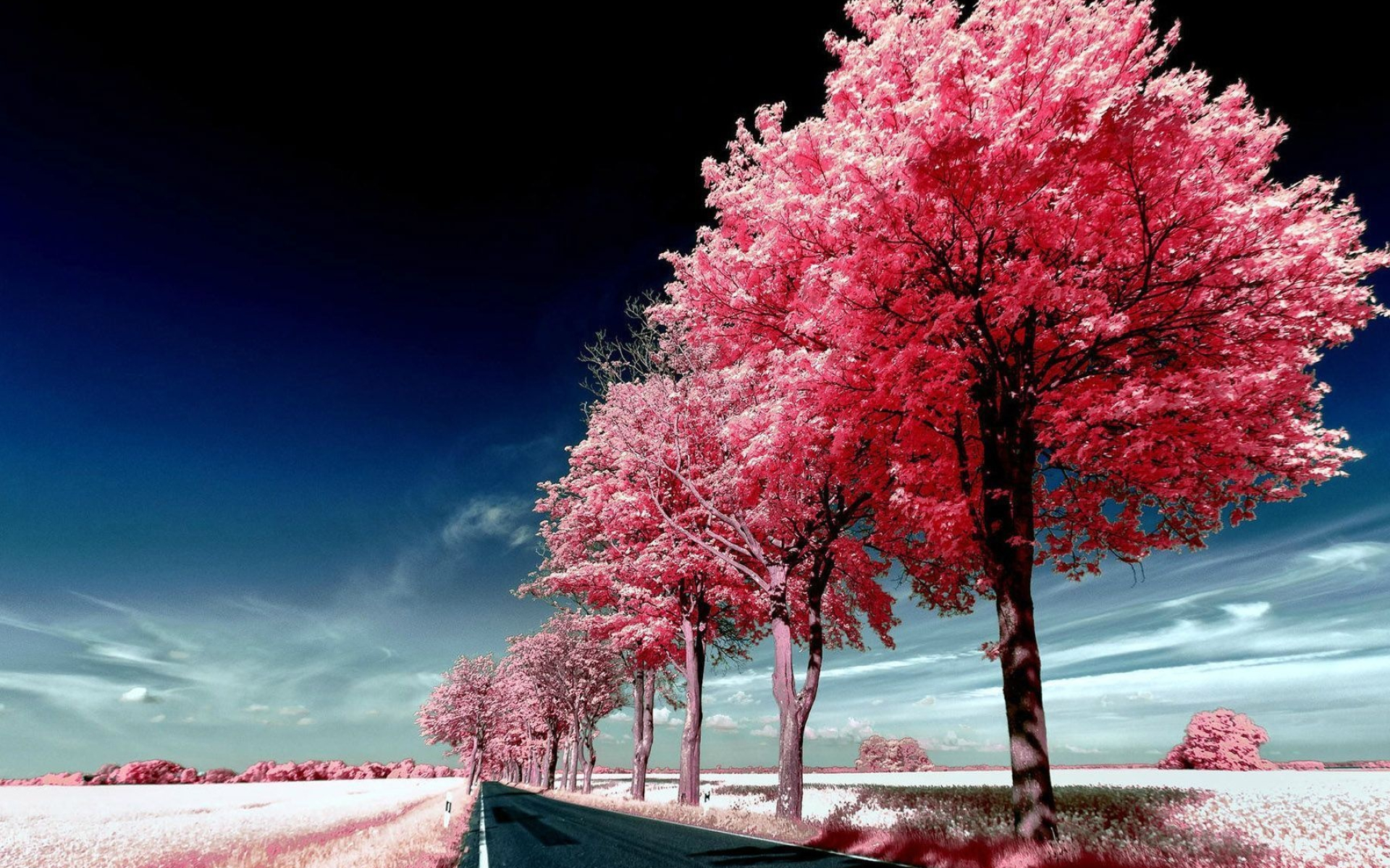 Pink infrared foliage trees, Asphalt country road, Deep blue sky gradient, HD Desktop wallpaper