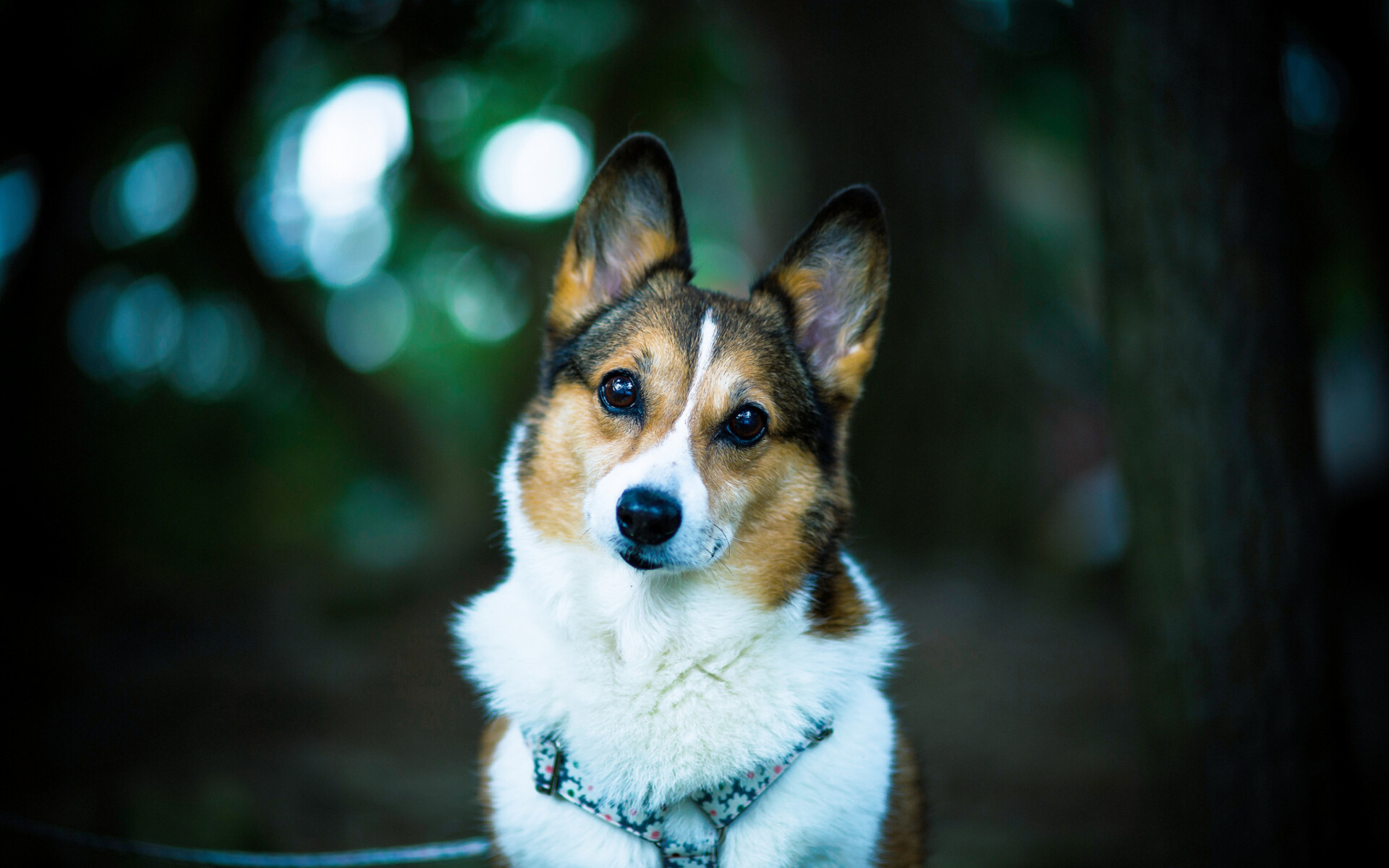 Welsh corgi wallpaper, Widescreen desktop, Full HD, 1920x1200 HD Desktop