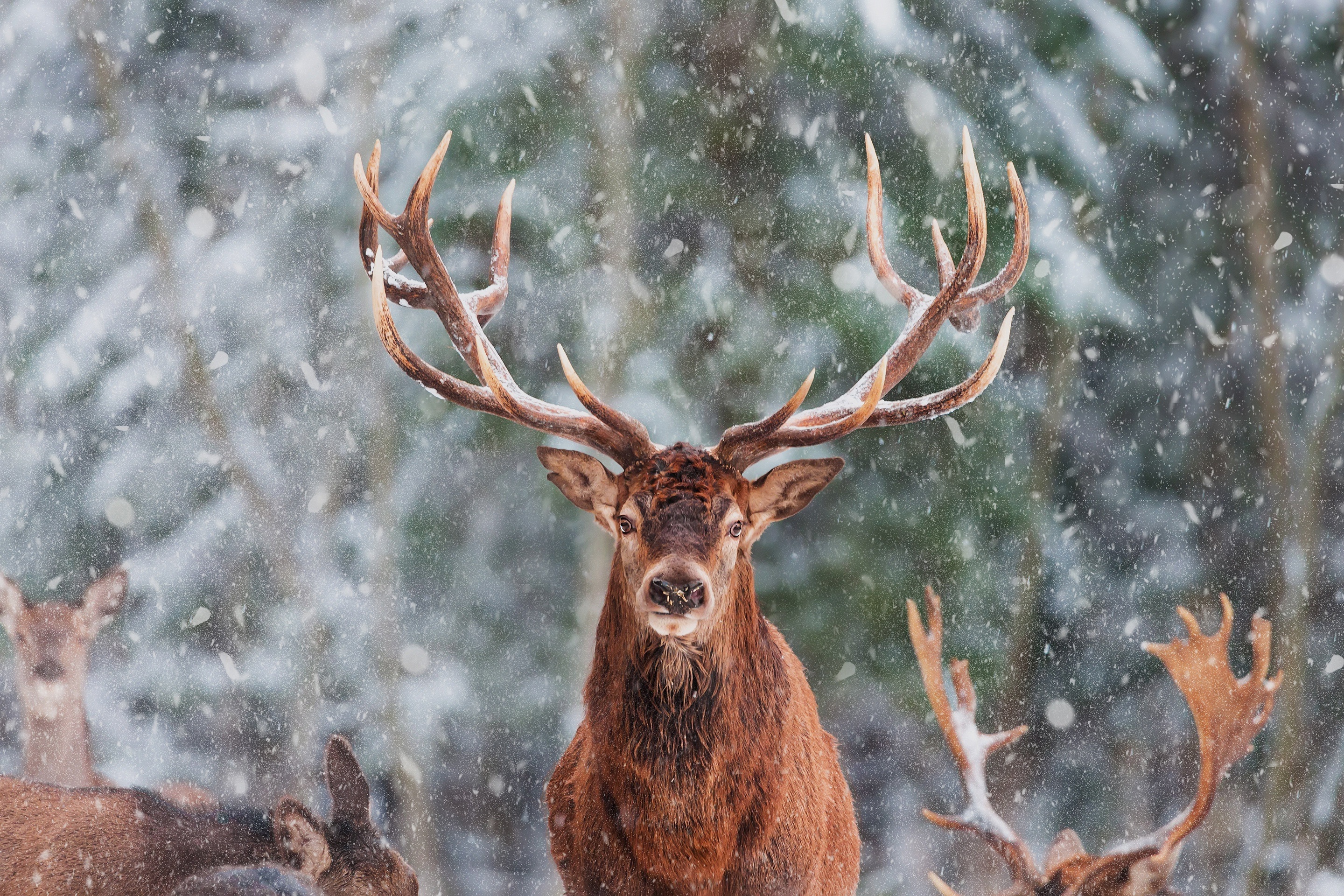 Sika deer stag, Snowfall, Winter herd, Bare forest, HD Desktop wallpaper