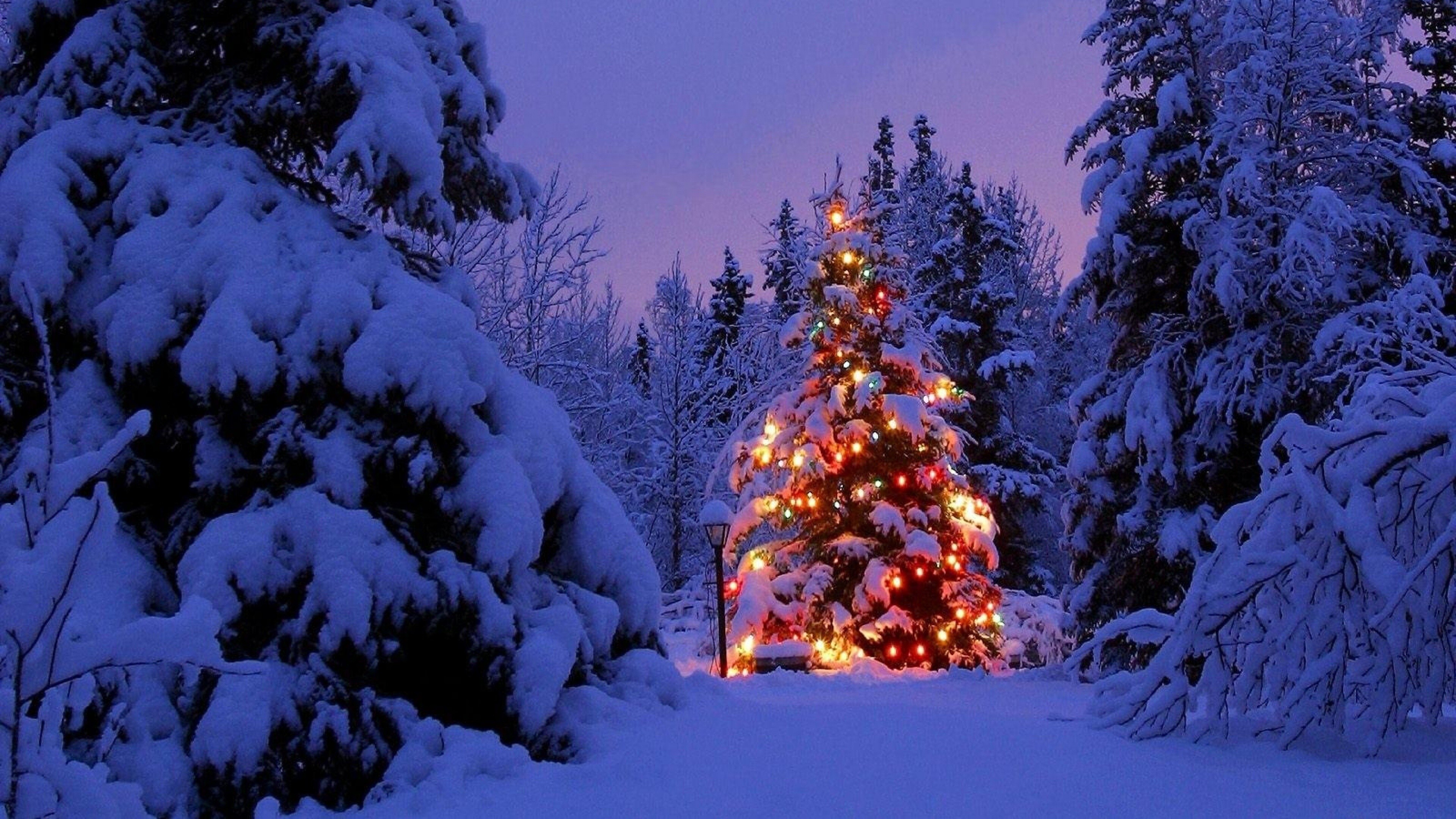 Christmas tree covered, Snowy landscape, Winter wonderland, Holiday season, 3840x2160 4K Desktop