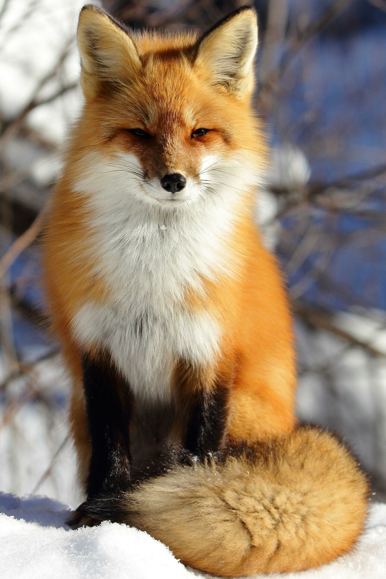 Captivating foxes, Striking visuals, Alluring creatures, Wildlife photography, 1280x1920 HD Phone
