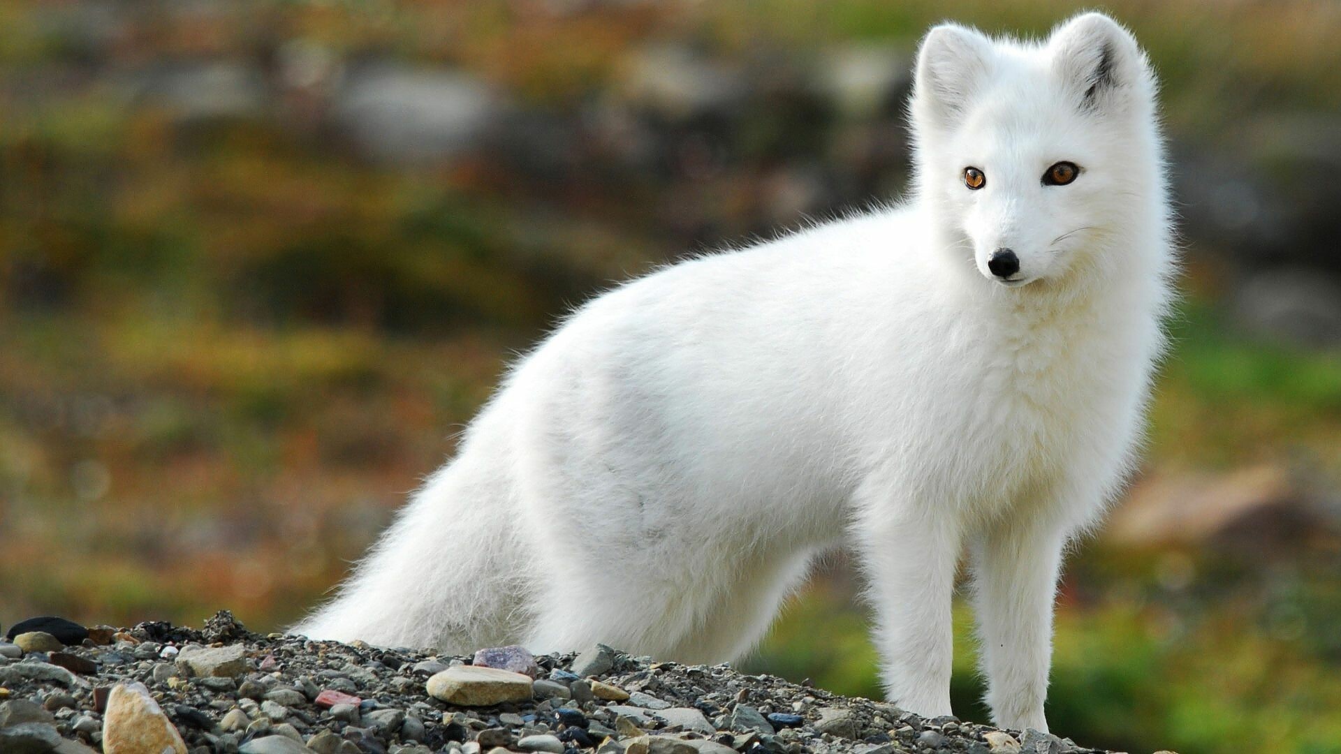 Arctic fox wallpapers, Frozen landscapes, Snowy beauty, Icy presence, 1920x1080 Full HD Desktop