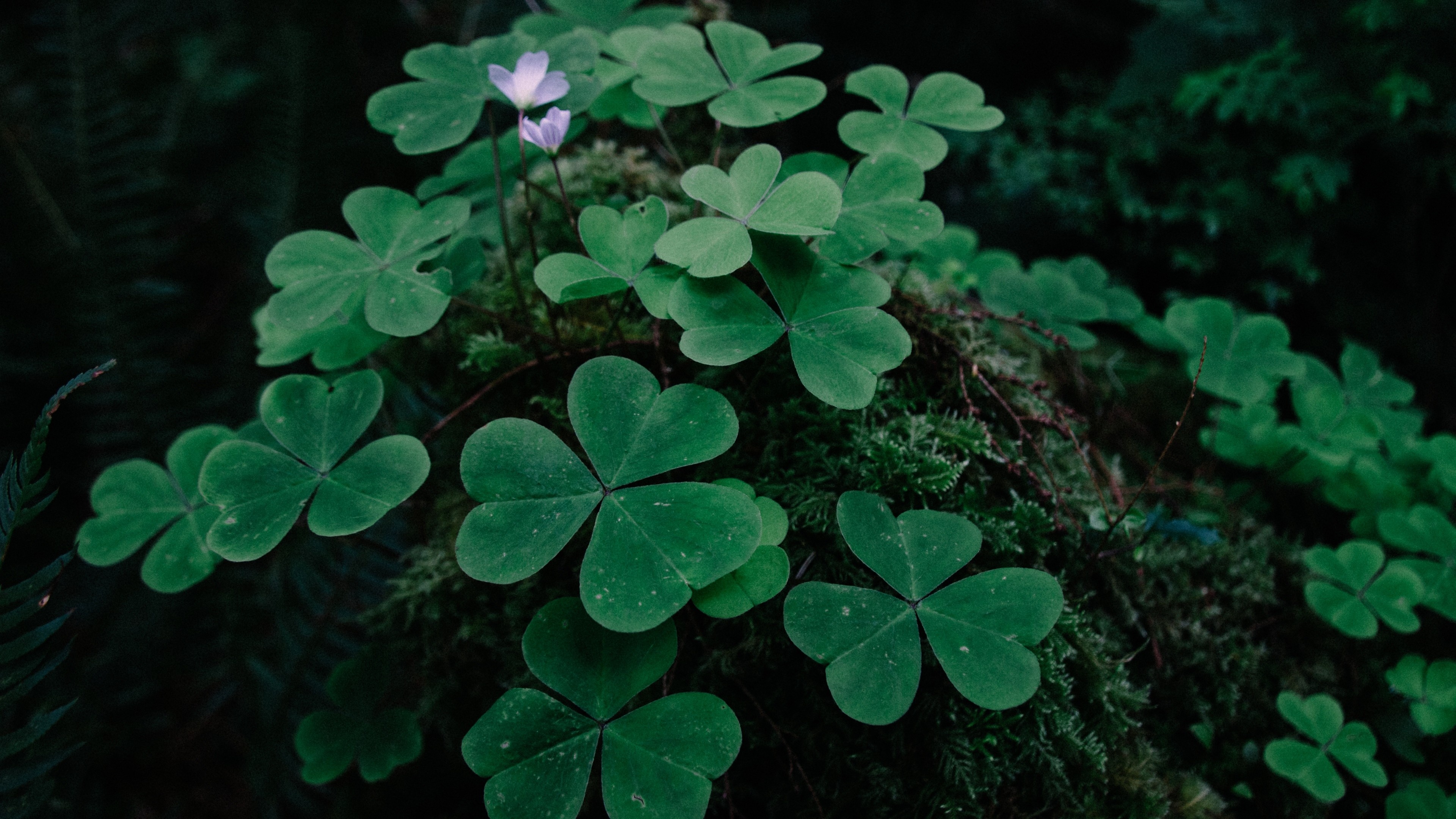 Traditional symbol, Irish culture, Shamrock pattern, Lucky charm, 3840x2160 4K Desktop