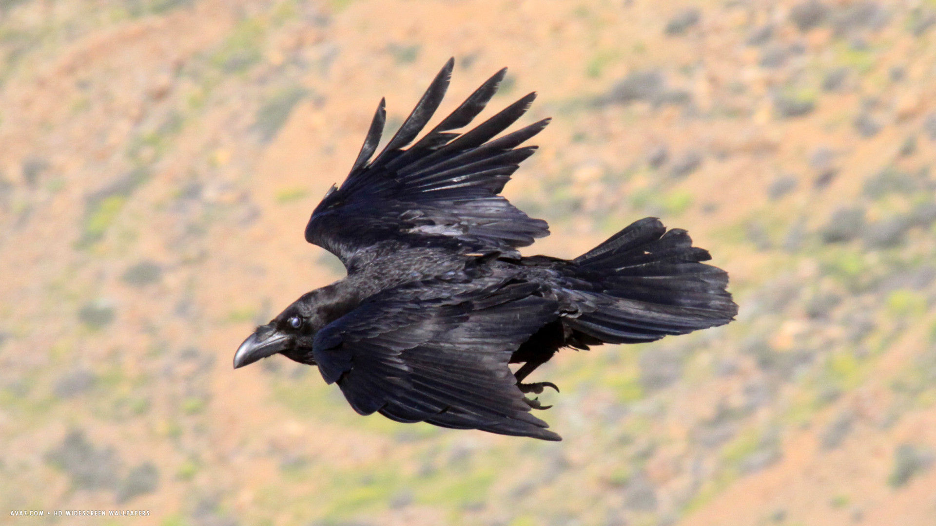 Free download raven flight, HD widescreen wallpaper, Bird's elegance, Nature's grace, 1920x1080 Full HD Desktop