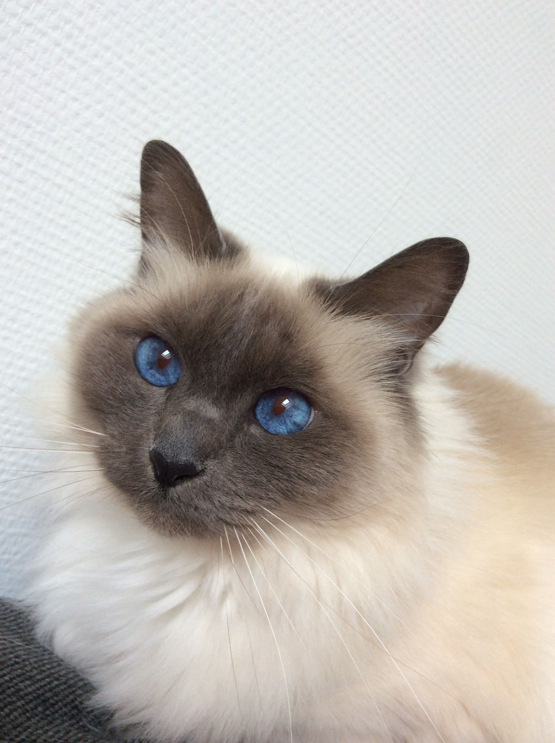 Birman cat, Otosection, Free wallpaper, 1940x2600 HD Phone