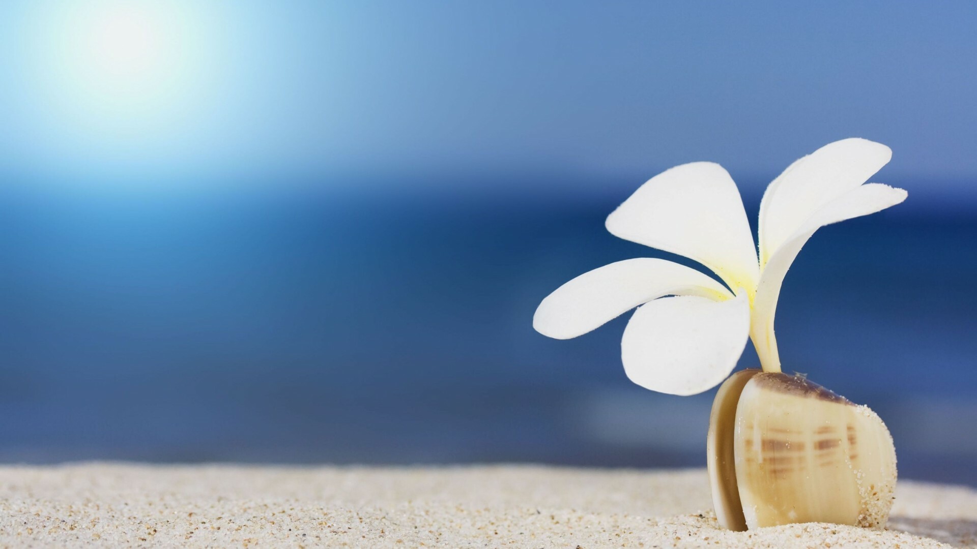 Beach macro wallpaper, Plumeria in shell, Sand and shells, Tranquil beauty, 1920x1080 Full HD Desktop