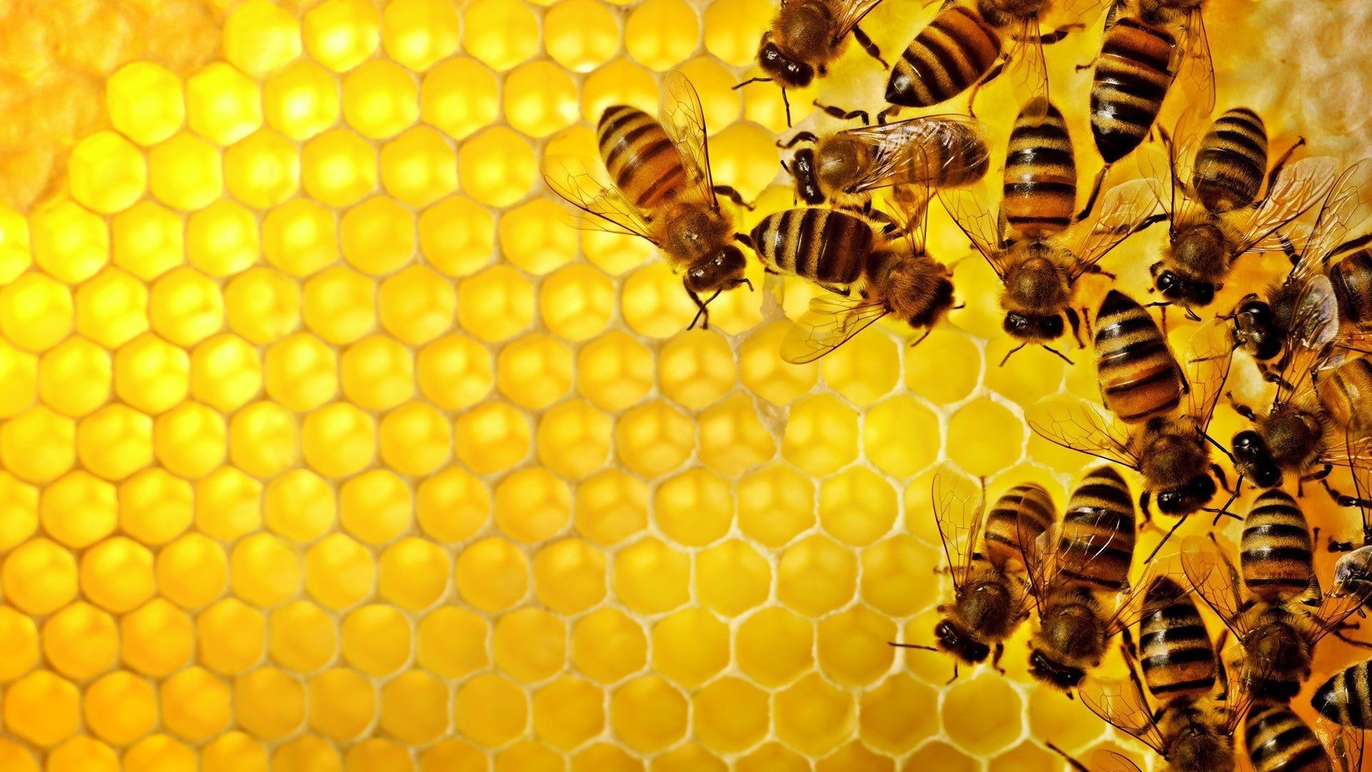 Bee, Honey bee buzz, Nature's pollinators, Beautiful insect wallpaper, 1920x1080 Full HD Desktop