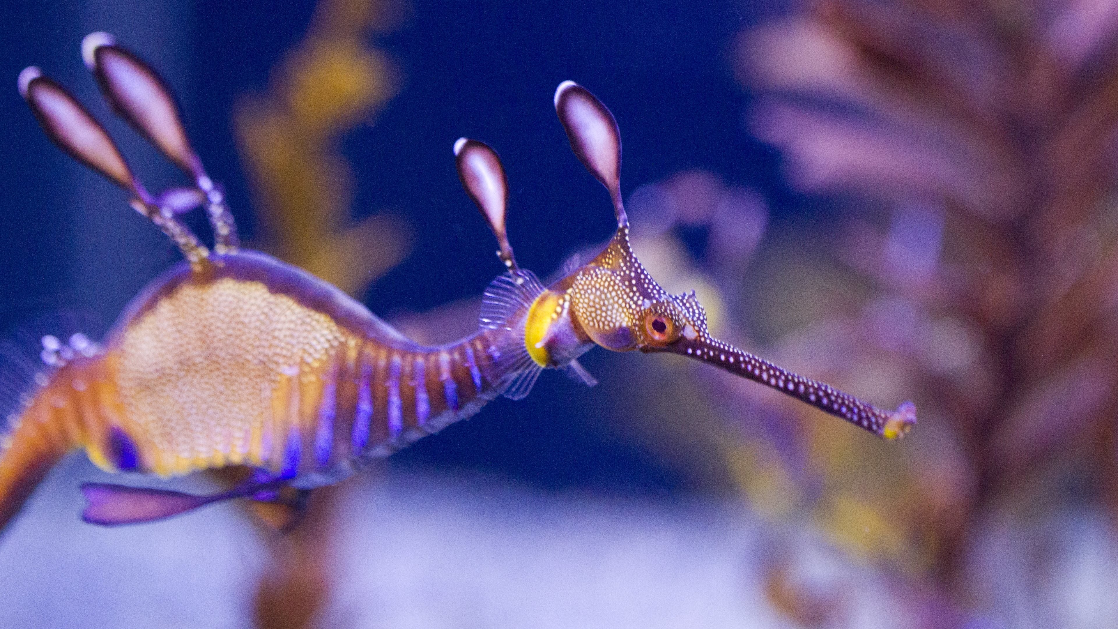 Leafy seadragon, Sea Animals Wallpaper, 3840x2160 4K Desktop