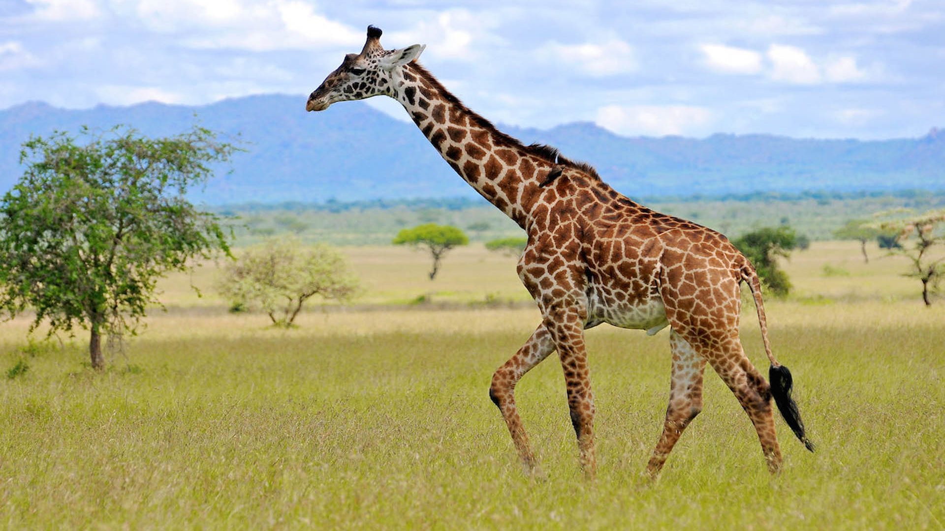 Giraffe, Wild Animals Wallpaper, 1920x1080 Full HD Desktop