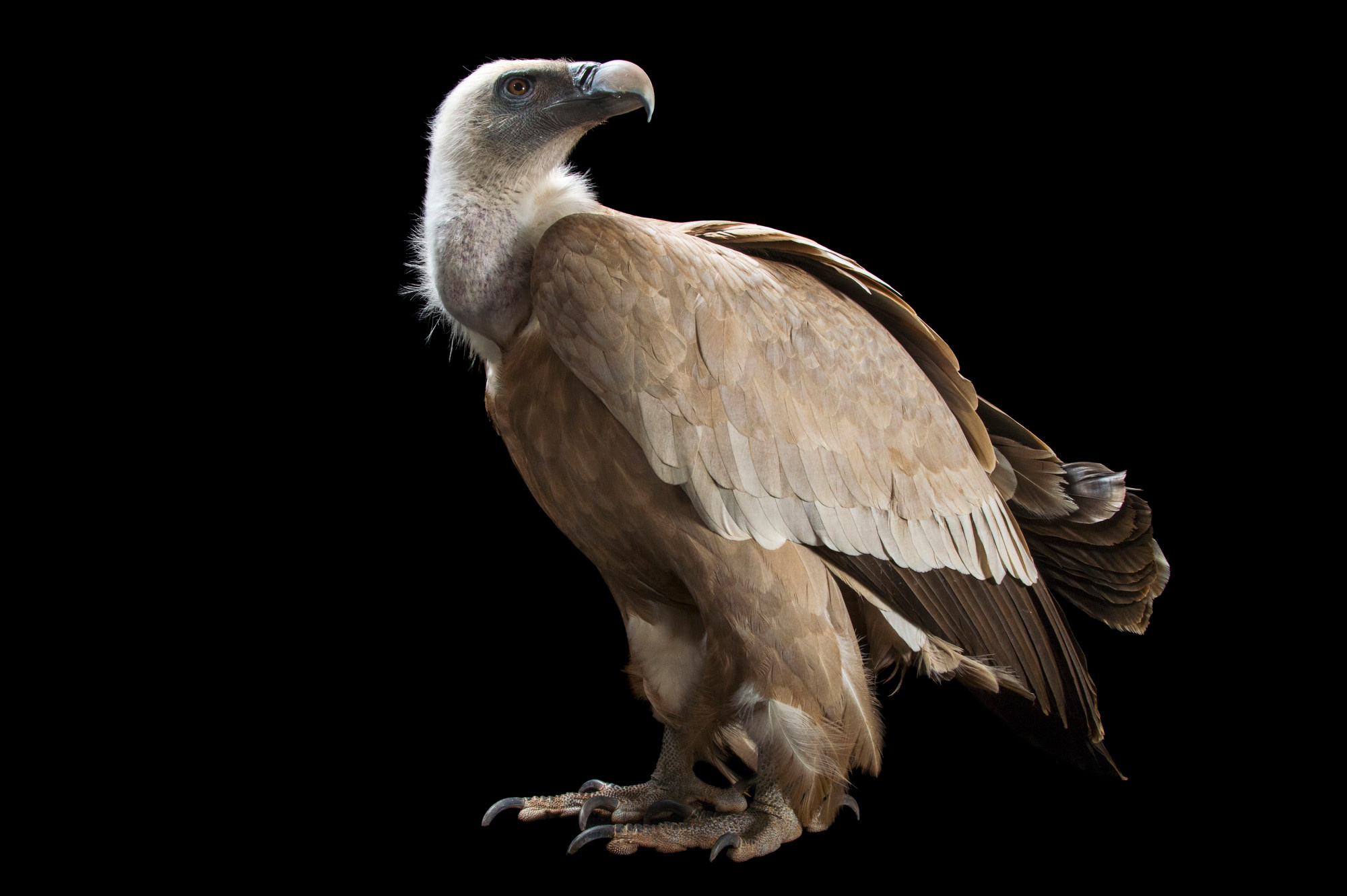 Joel Sartore's photography, Wildlife conservation, Iconic bird portraits, Nature's wonders, 2000x1340 HD Desktop