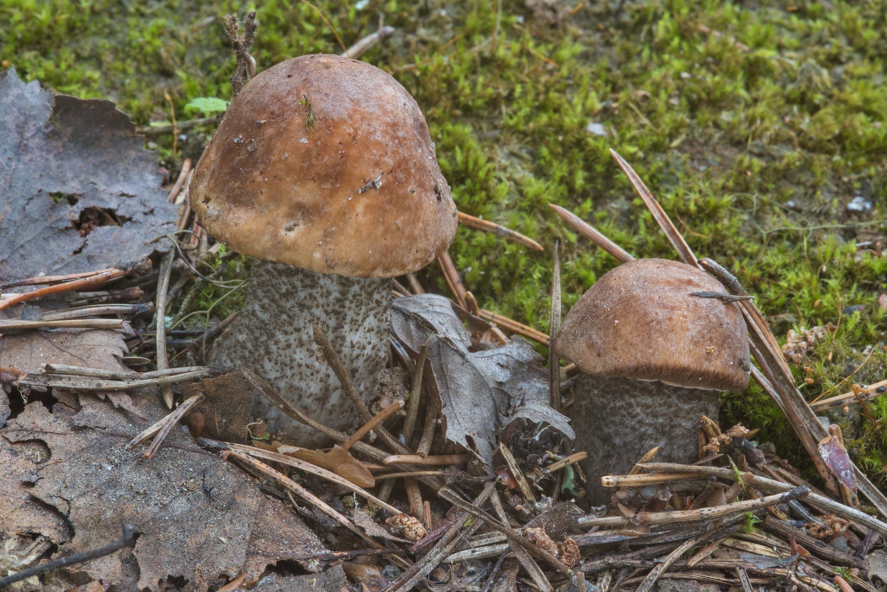 Leccinum scabrum, Search in pictures, Food, 2830x1890 HD Desktop