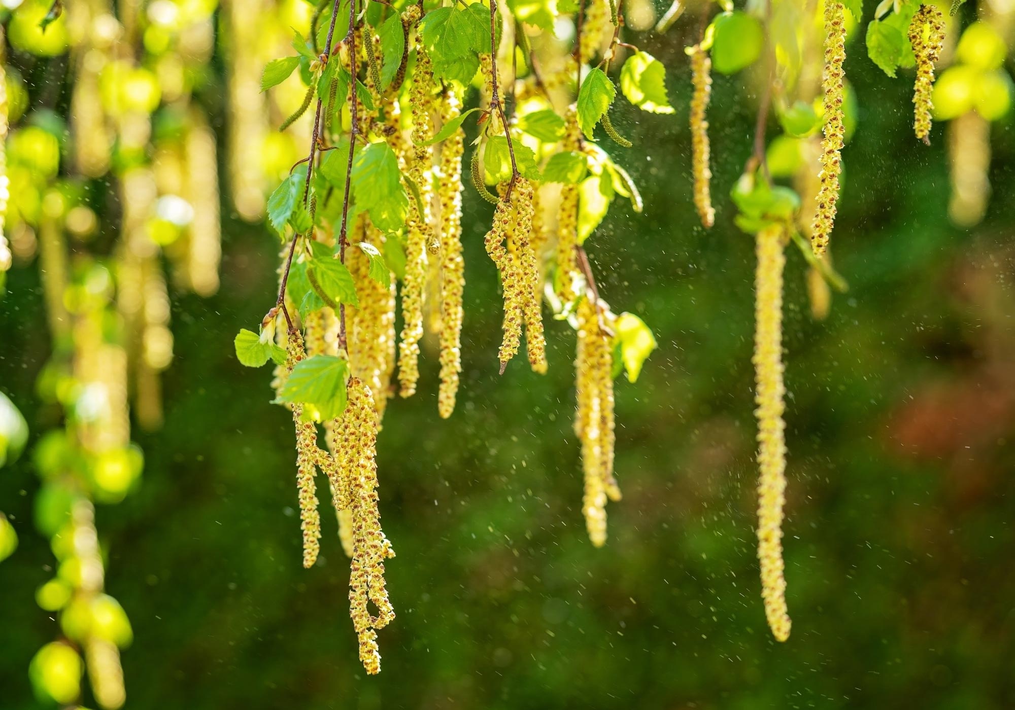 Pollen season, Outdoor benefits, Allergic people, Birch pollen, 2000x1400 HD Desktop