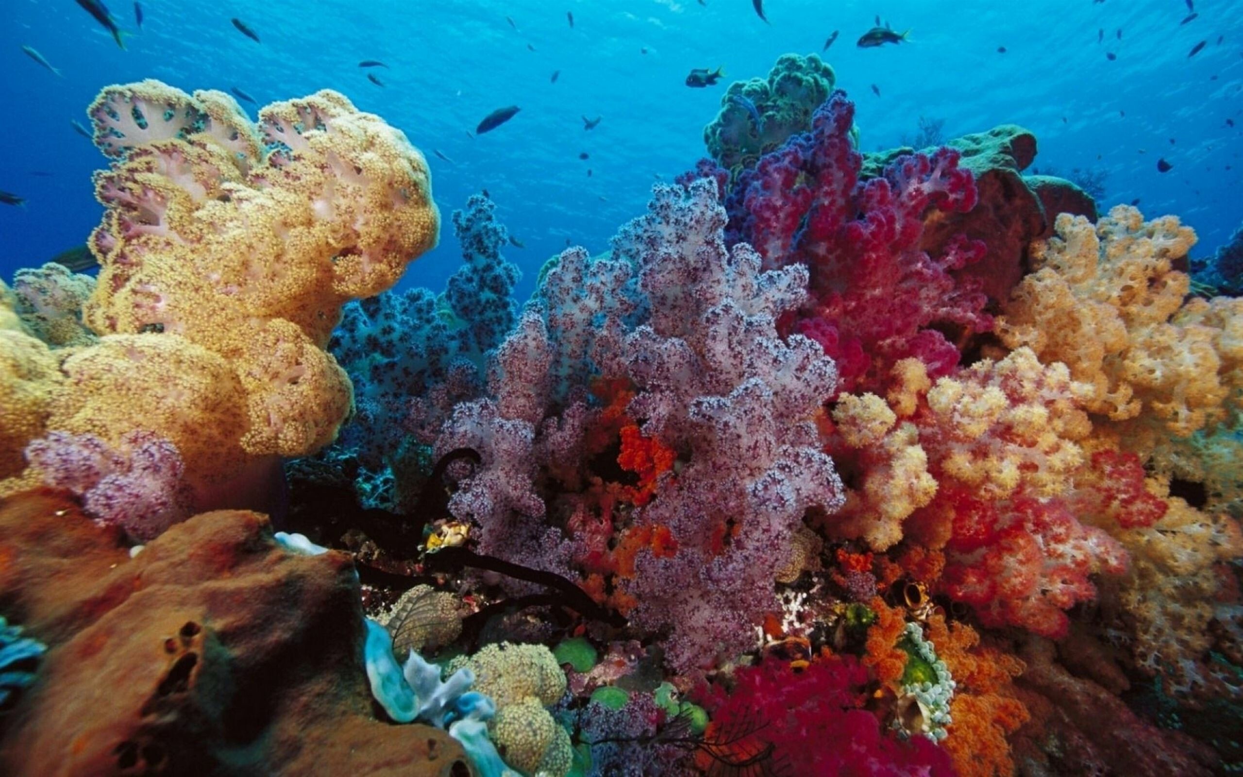 1000 best coral Mac wallpapers, Free HD download, 2560x1600 HD Desktop