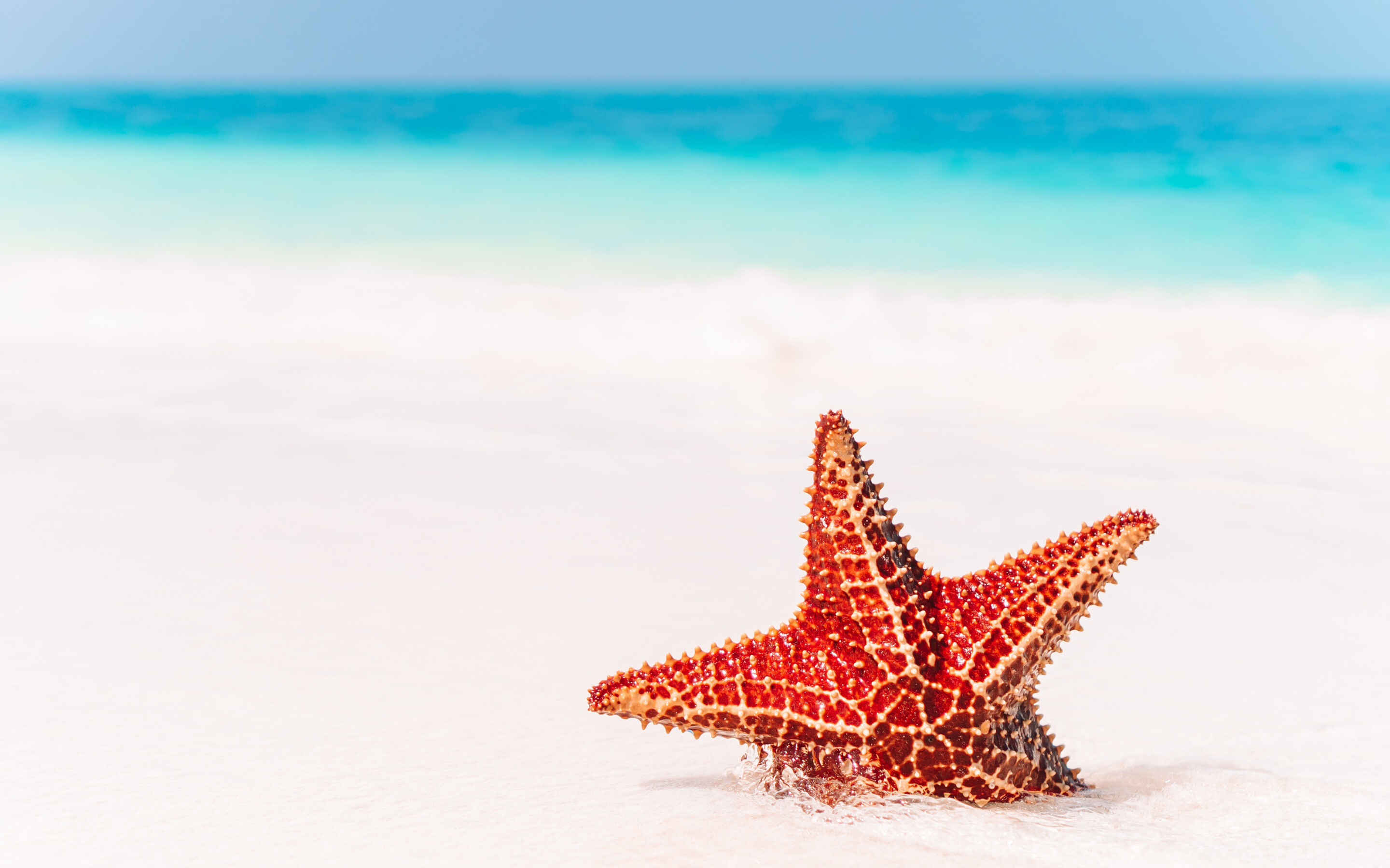 Red starfish beach, Summer travel, High quality HD pictures, 2880x1800 HD Desktop