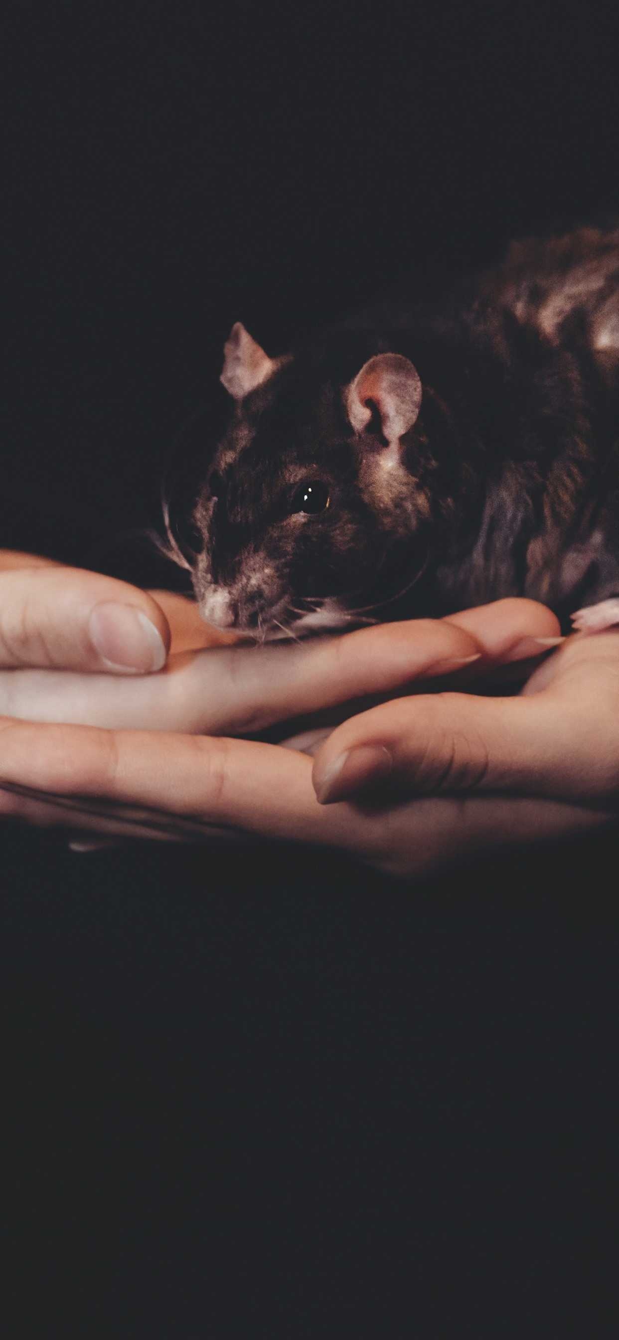 HD rat wallpaper, Rat scene, Rat background, Rat art, 1250x2690 HD Phone