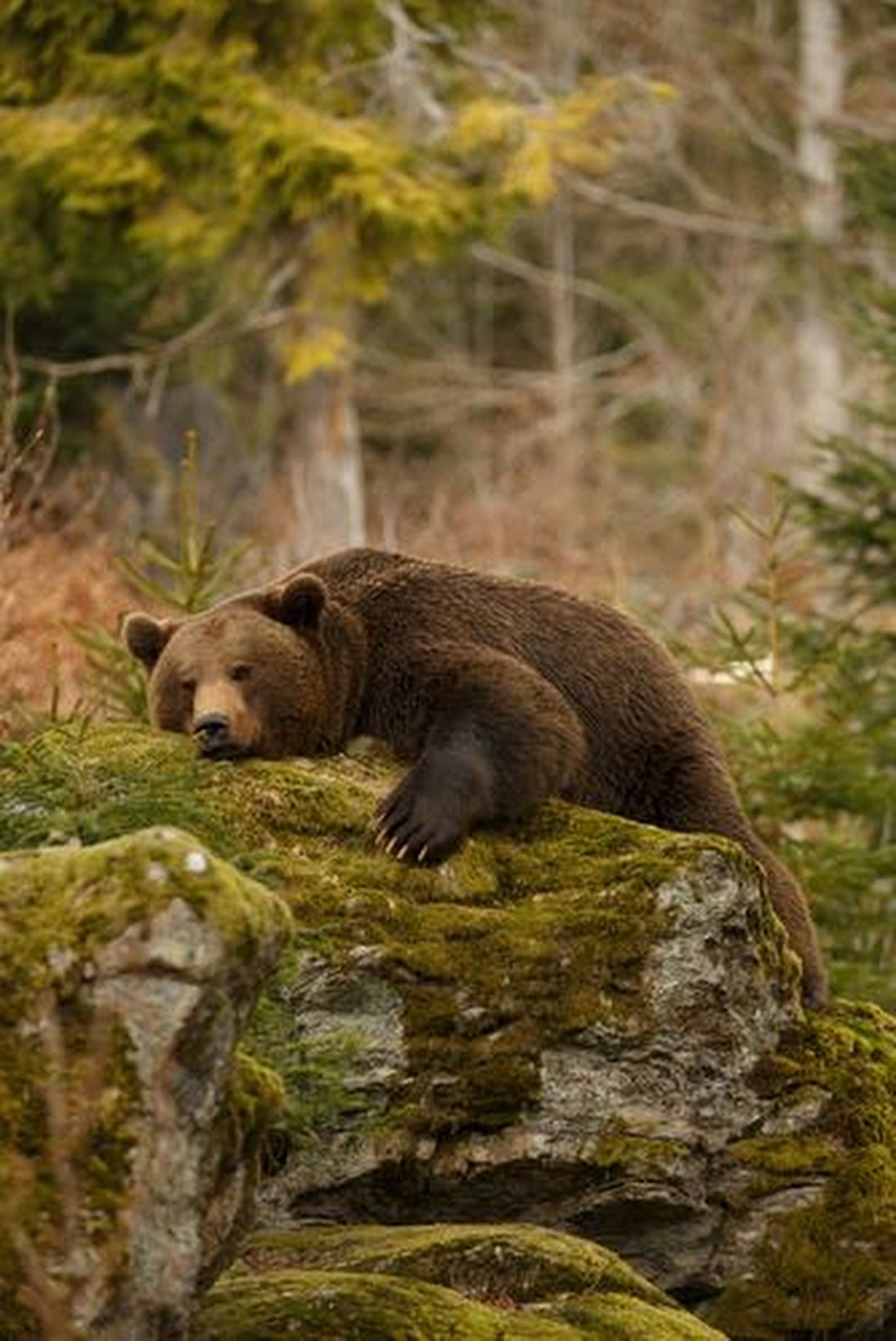 Grizzly Bear, Bear family sign, Unique animal, Powerful presence, 1590x2380 HD Phone
