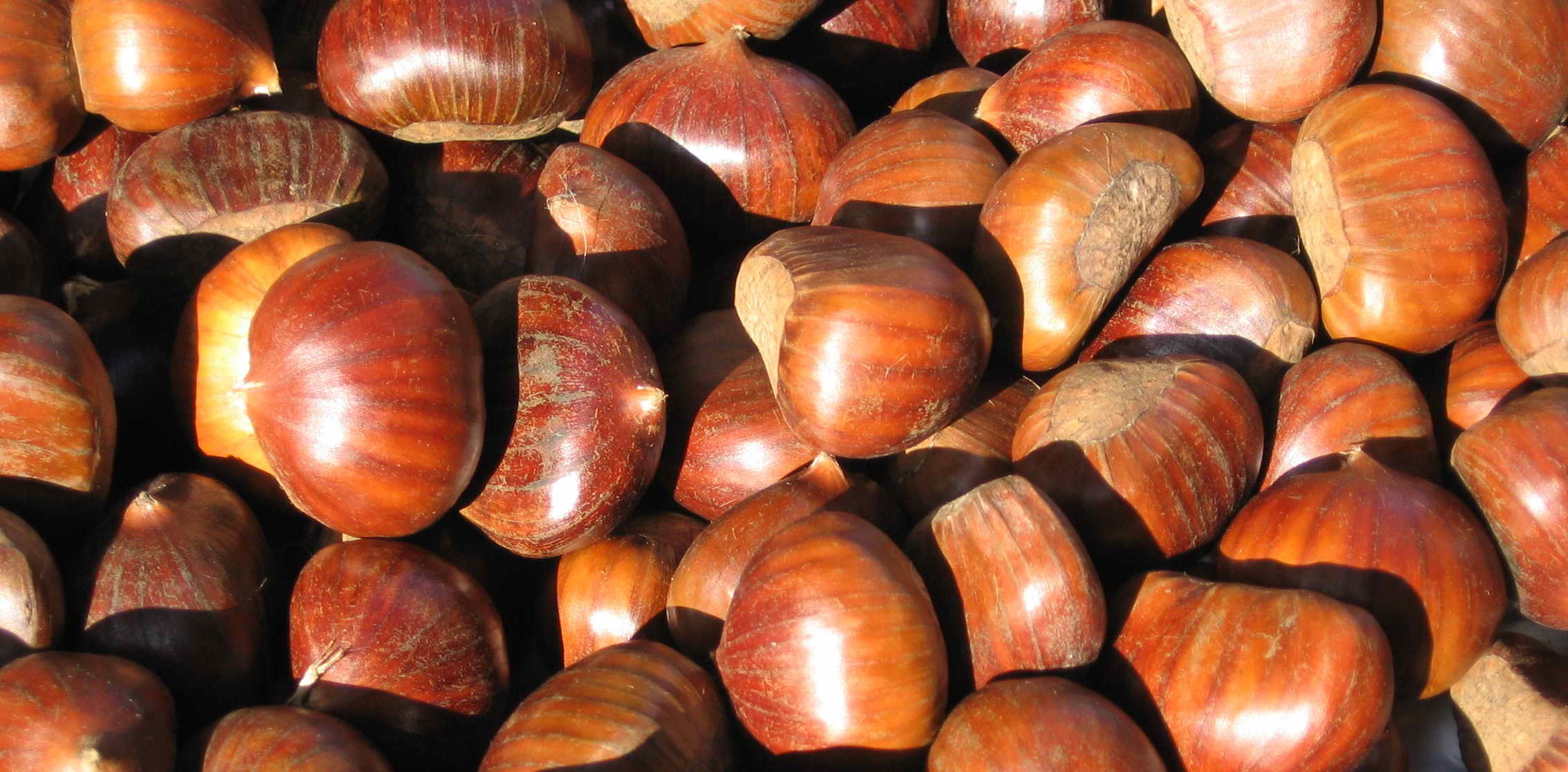Luigi Fenaroli, Chestnut lover, Italian traditions, Appreciation for chestnuts, 2270x1120 Dual Screen Desktop
