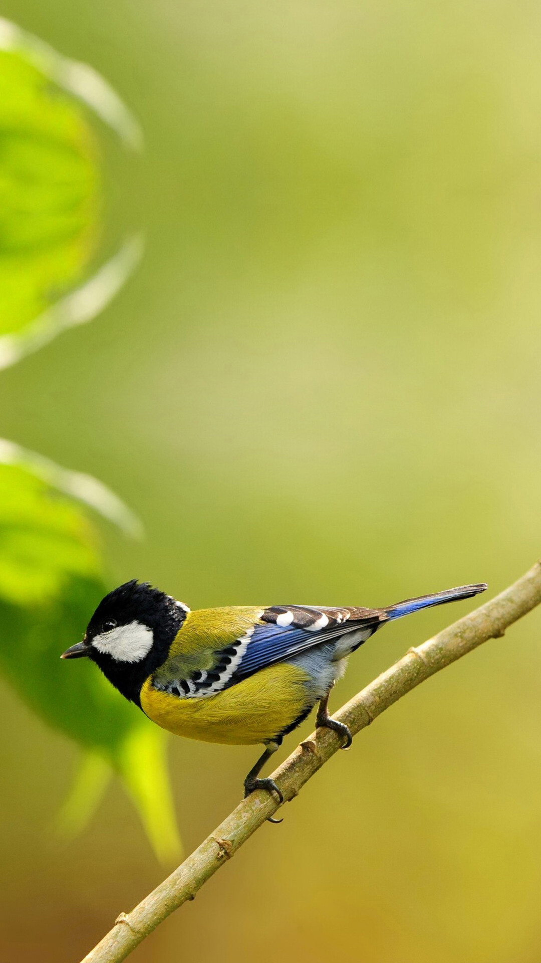 Bird 4K wallpapers, Free and easy, 1080x1920 Full HD Phone
