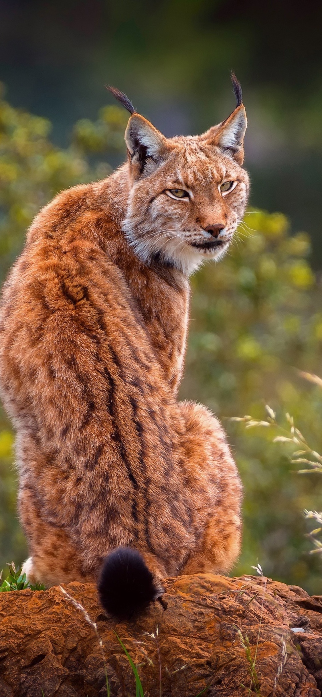 Lynx predator, iPhone XS wallpaper, HD 4K images, Dynamic imagery, 1130x2440 HD Phone