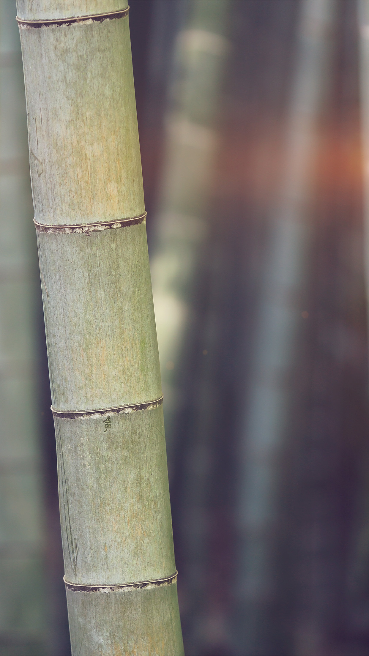 MX91 bamboo wallpaper, Nature's beauty, Tranquil blue, Serene tree, 1250x2210 HD Phone