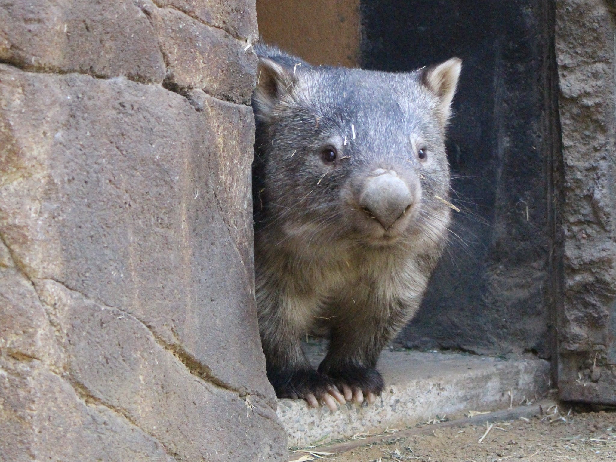Ipswich Nature Centre, Wombats Wallpaper, 2050x1540 HD Desktop