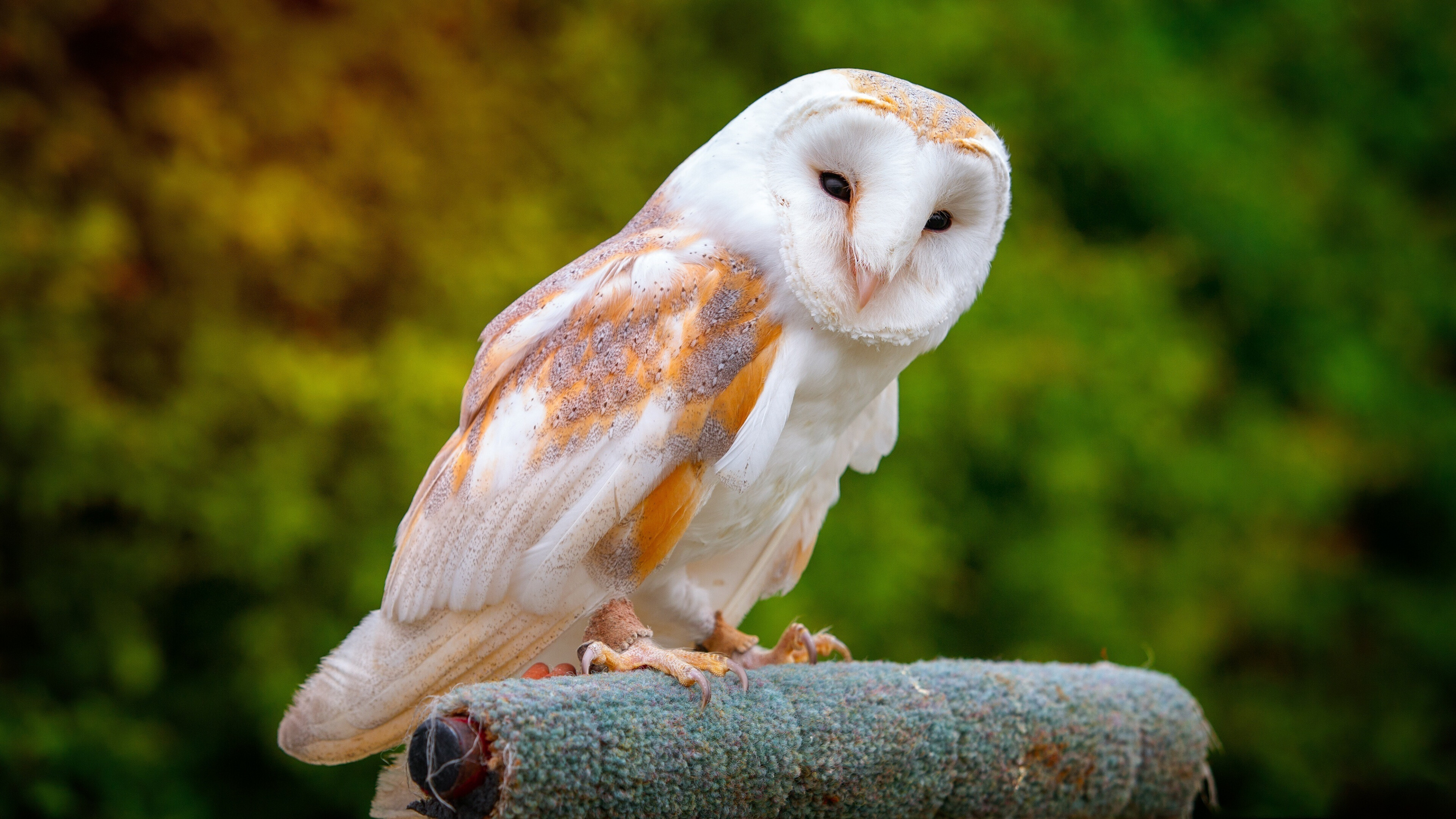 Barn owl, Owls Wallpaper, 3840x2160 4K Desktop