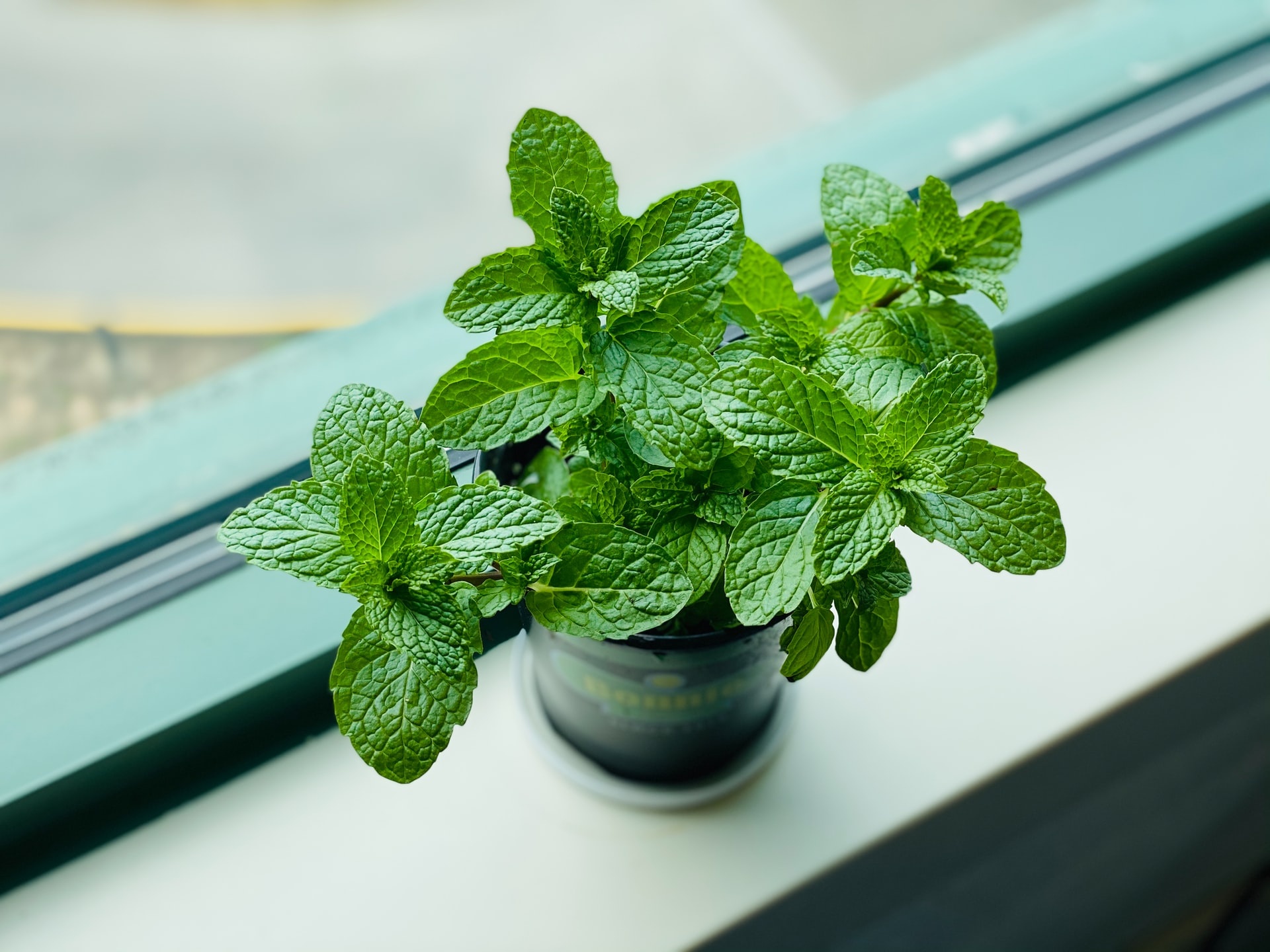 Potted, Spearmint Wallpaper, 1920x1440 HD Desktop