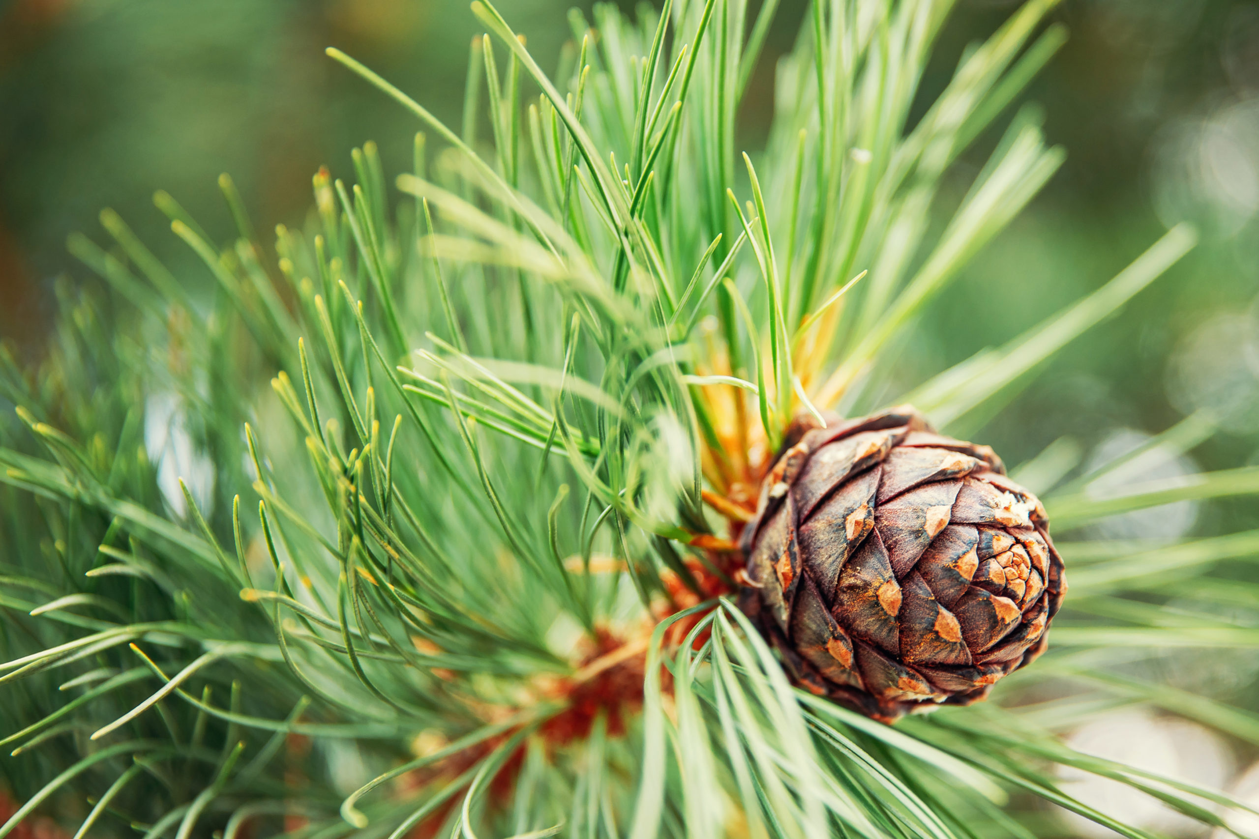 Green coniferous, Ripe pine cones, Forest sunlight, Tropical foods, 2560x1710 HD Desktop