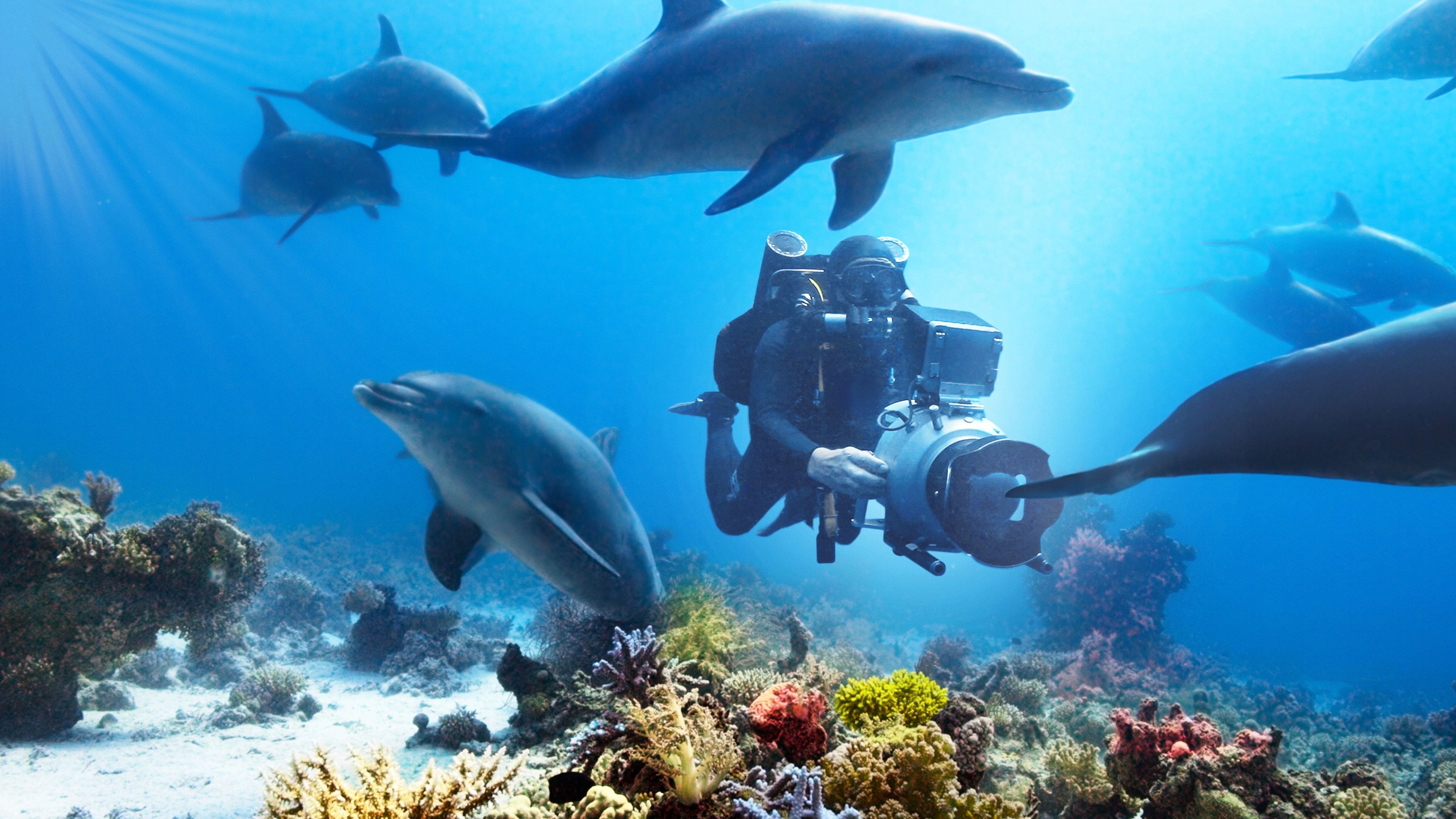 Diving with Dolphins, Diving Wallpaper, 3840x2160 4K Desktop