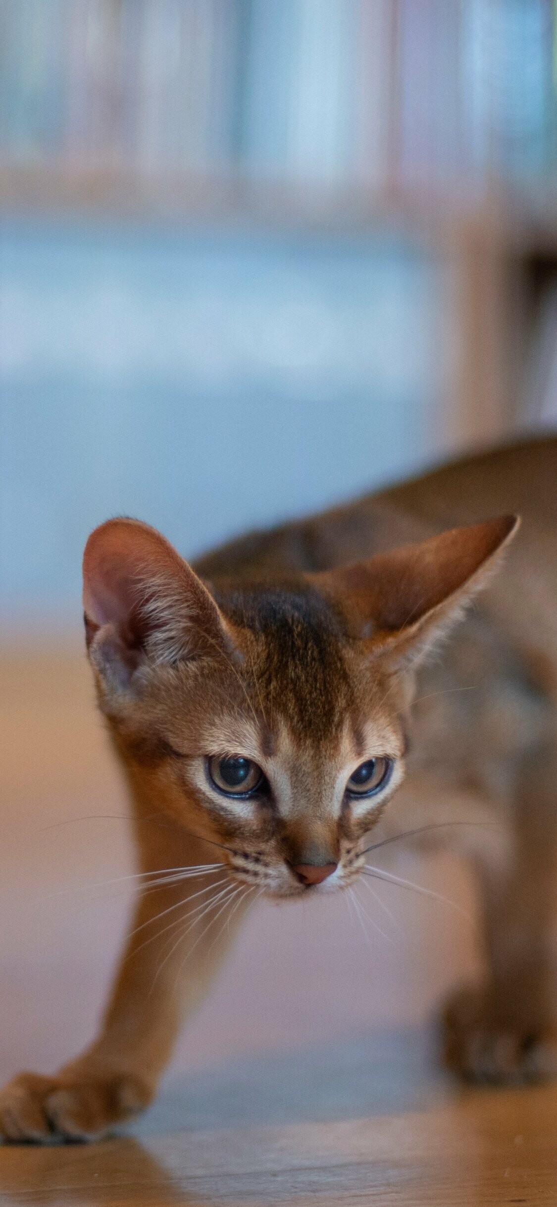 Abyssinian, Animal cat, Graceful beauty, Majestic feline, 1130x2440 HD Phone
