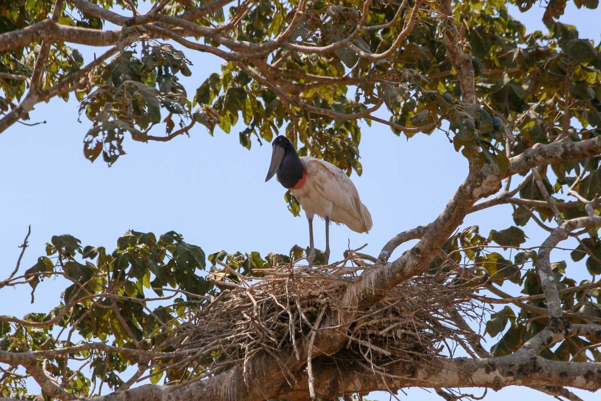 Wildlife Watching, The Colombian Project, Biodiversity, Conservation, 1920x1280 HD Desktop