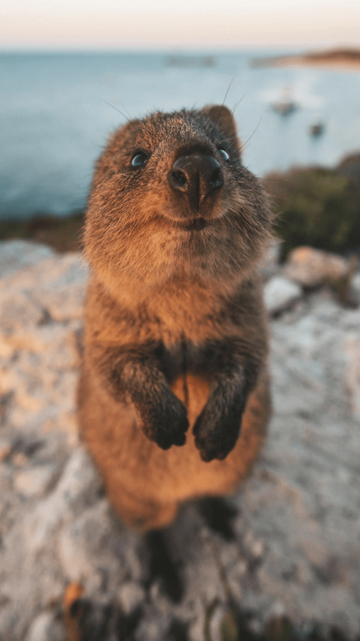 Smiling quokka, Unique wildlife species, Quokka selfie, Western Australia, 1250x2210 HD Phone