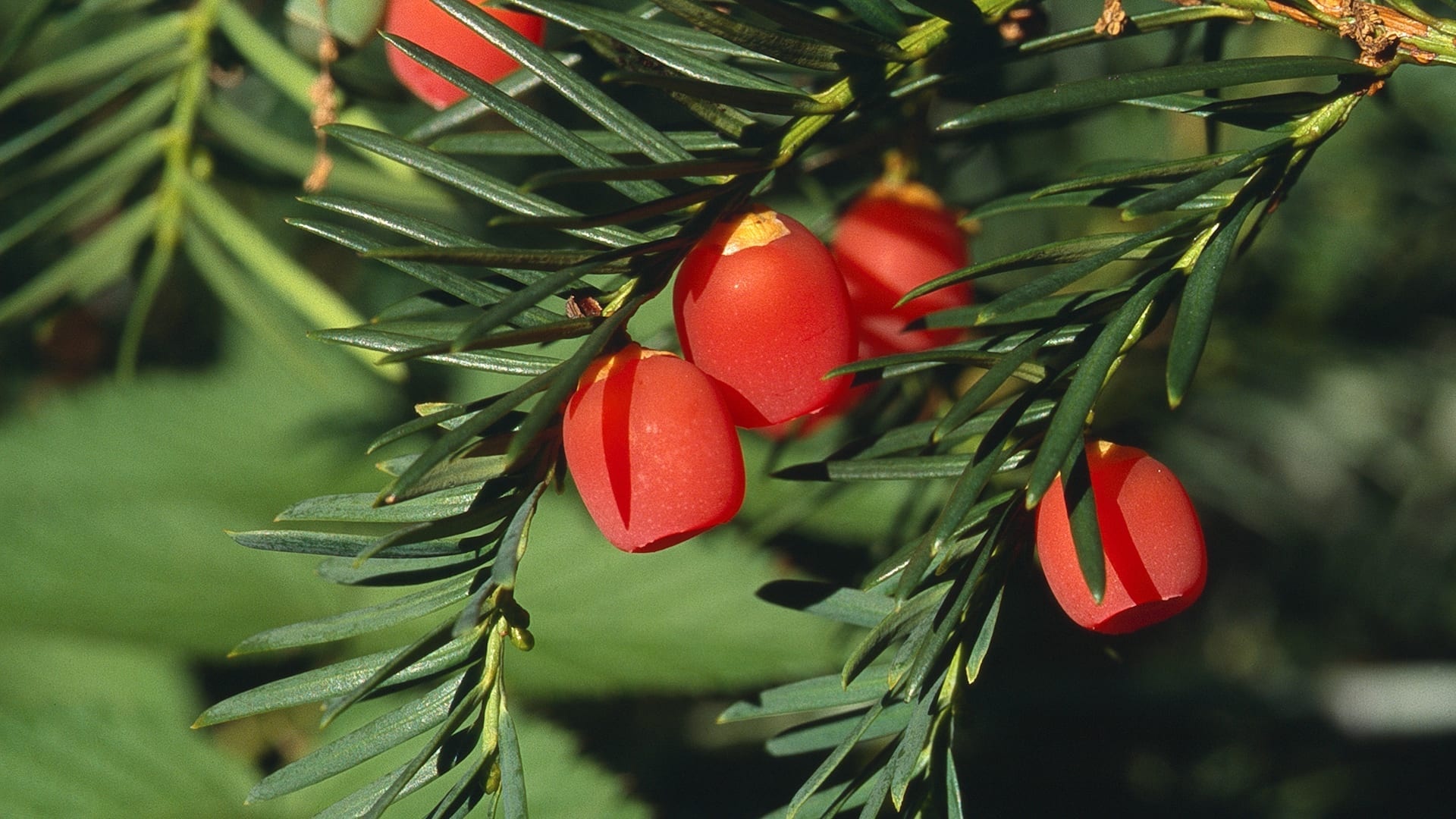 Ancient yew trees, Eibenwald bei Weilheim, Baumerlebnistage, Vortrge, 1920x1080 Full HD Desktop