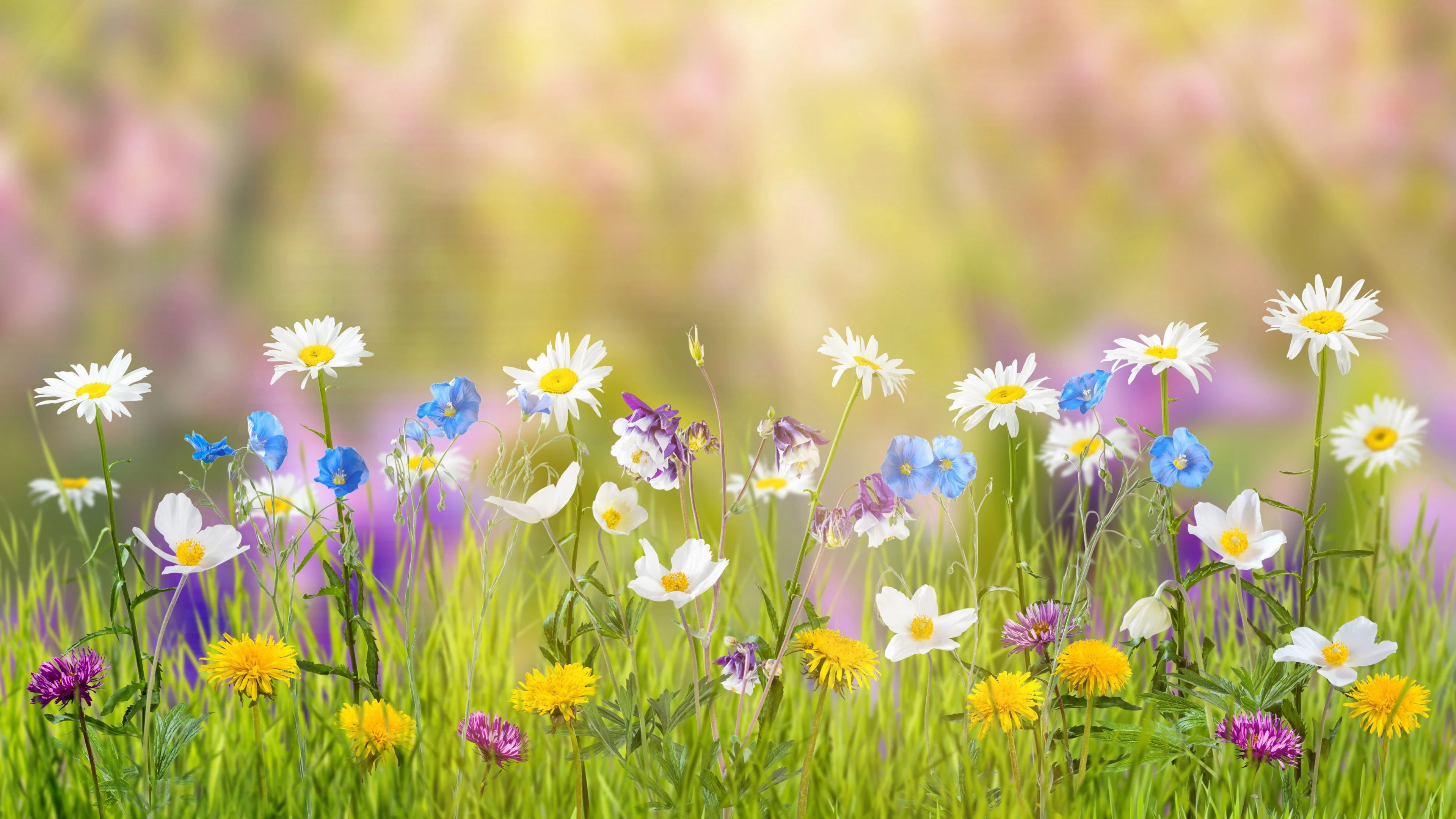 Spring flowers, Blooming blossoms, Nature's renewal, Seasonal beauty, 3840x2160 4K Desktop