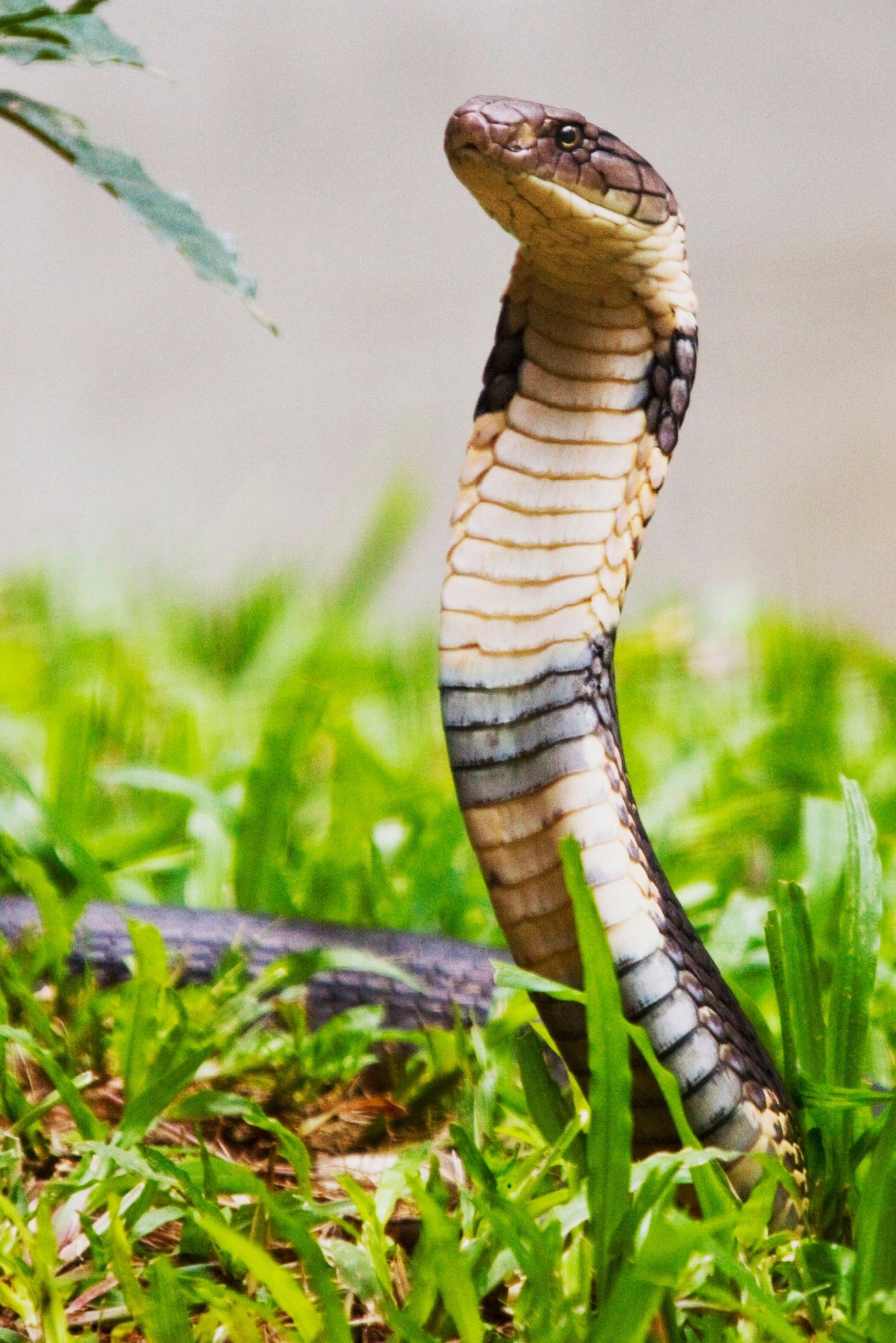 King Cobra enchantment, Majestic snake beauty, Cobra wallpapers, Captivating visuals, 1540x2310 HD Phone