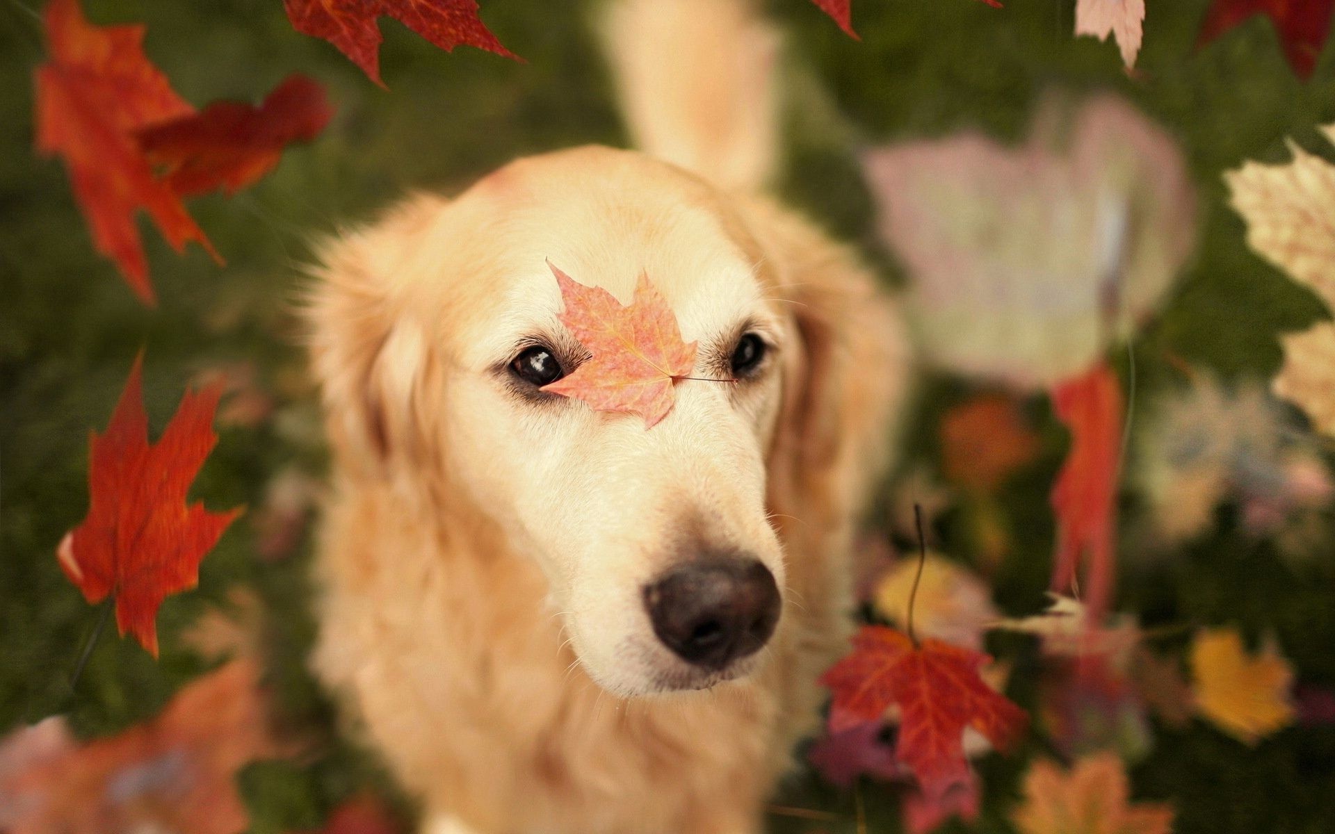 Autumn pets, Desktop wallpapers, Free, Backgrounds, 1920x1200 HD Desktop