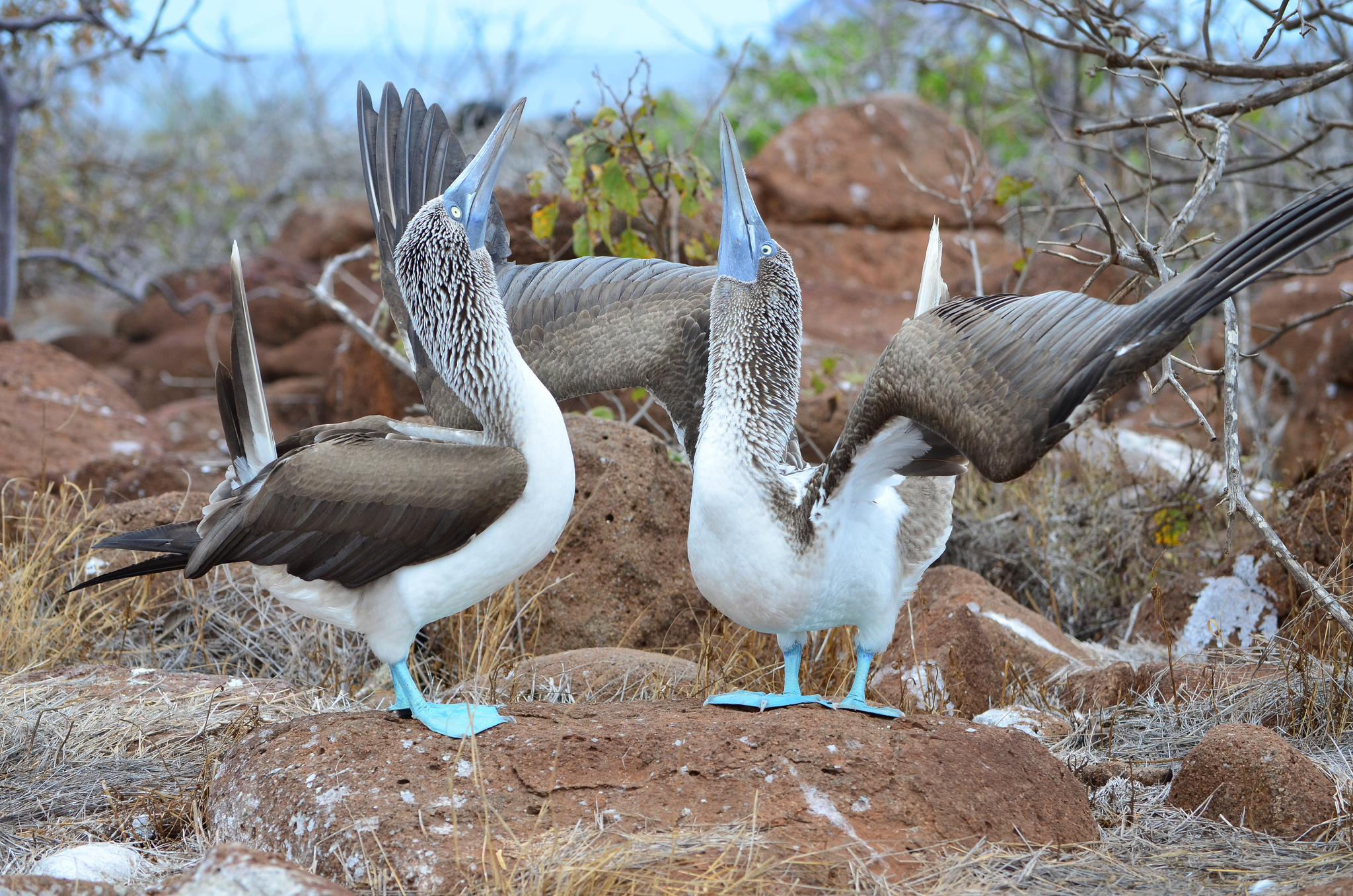 Blue footed booby, Dispenser amenities, Adorable, Marine bird, 2050x1360 HD Desktop