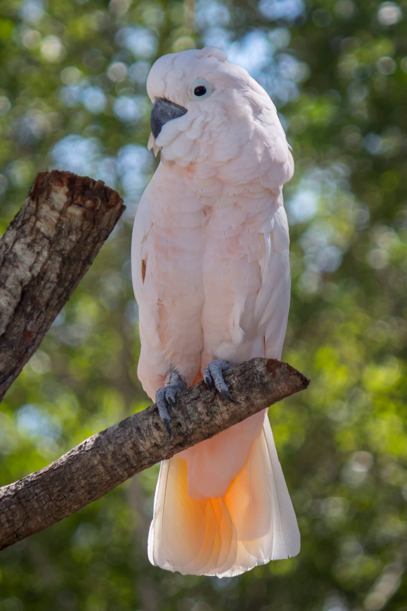 Cockatoo, Animals, Salmon Crested, 1370x2050 HD Phone