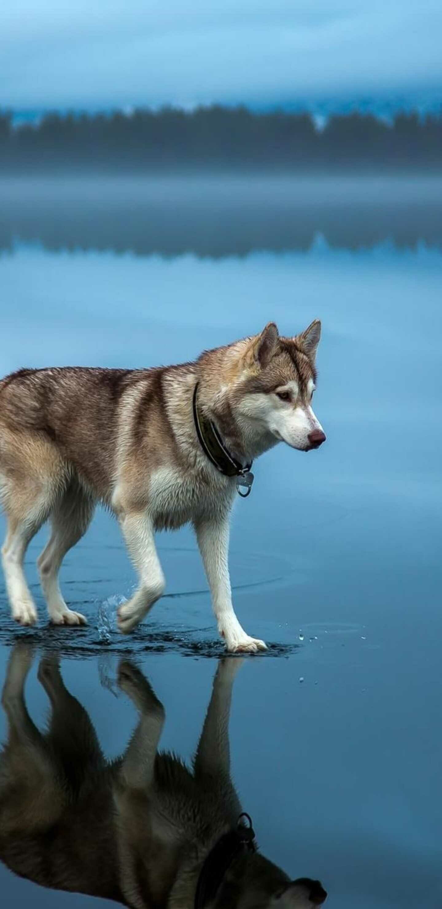 Reflection, Siberian Huskies Wallpaper, 1440x2960 HD Phone