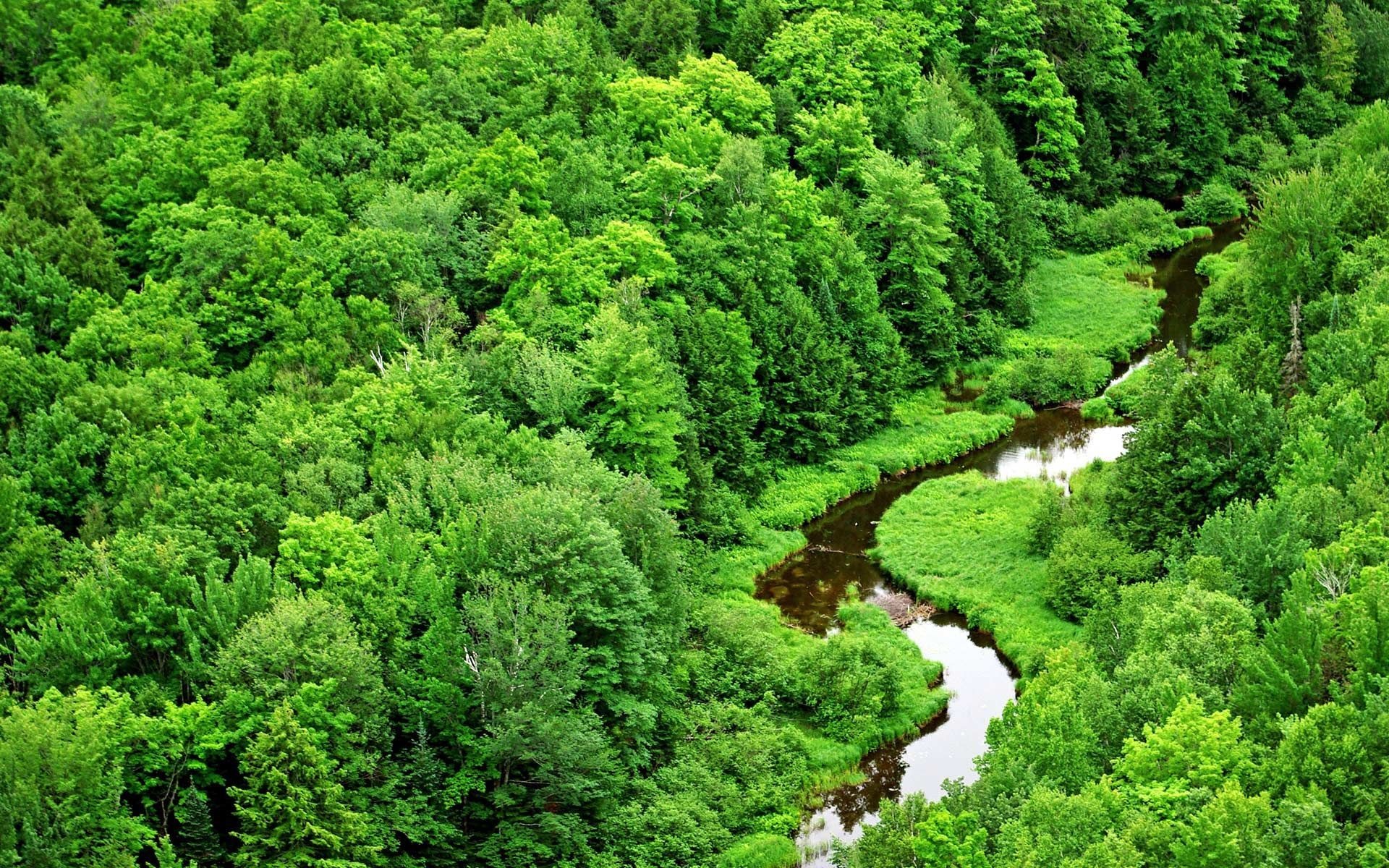 Green Forest, Nature wallpapers, Green scenery, 1920x1200 HD Desktop