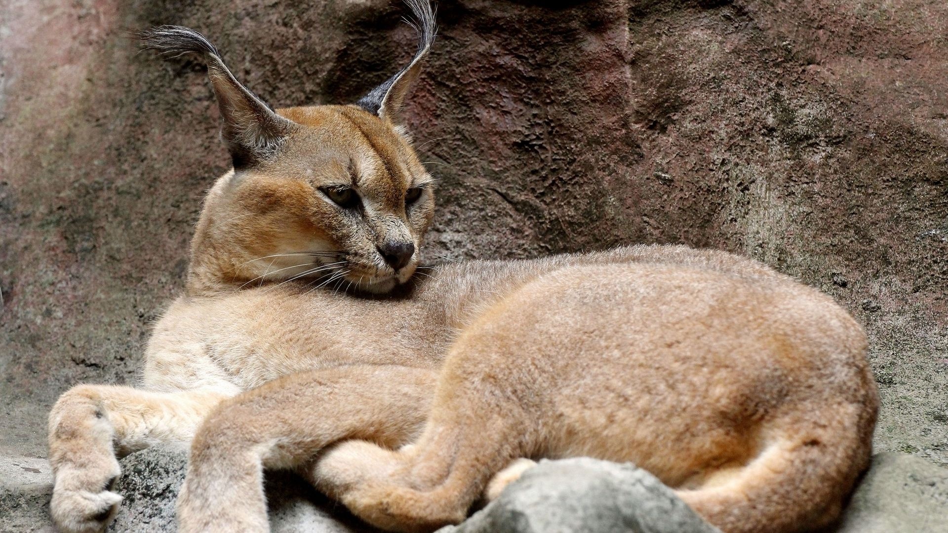 Powerful caracal, Striking appearance, Stealthy predator, Intense gaze, 1920x1080 Full HD Desktop