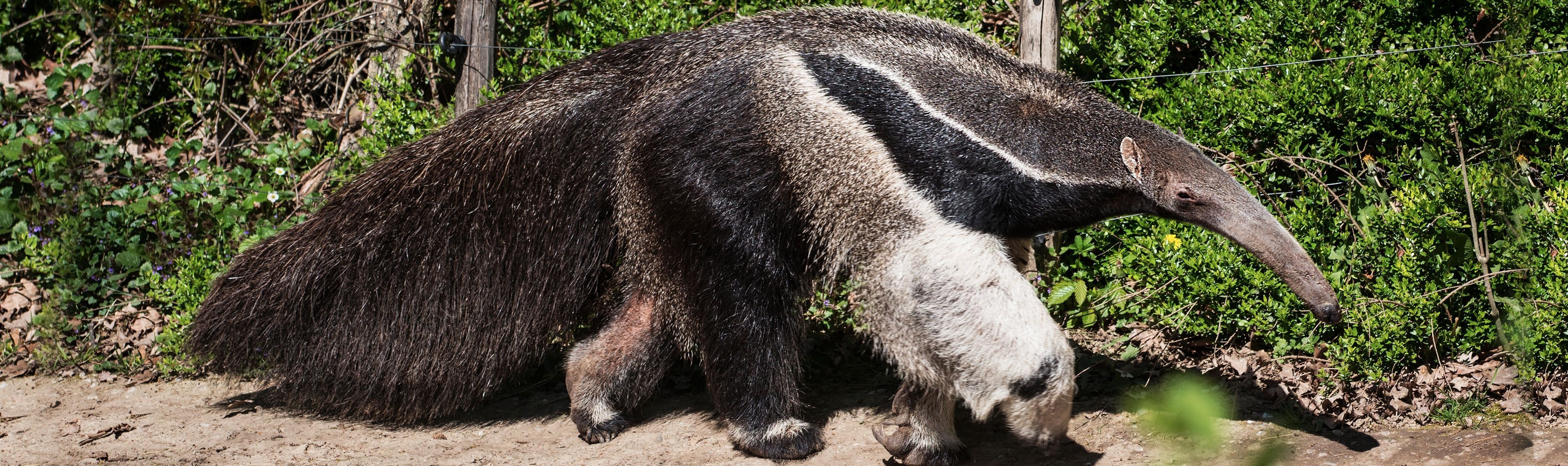 Top anteaters, Anteater animals, Wild animals, Animals, 3680x1100 Dual Screen Desktop