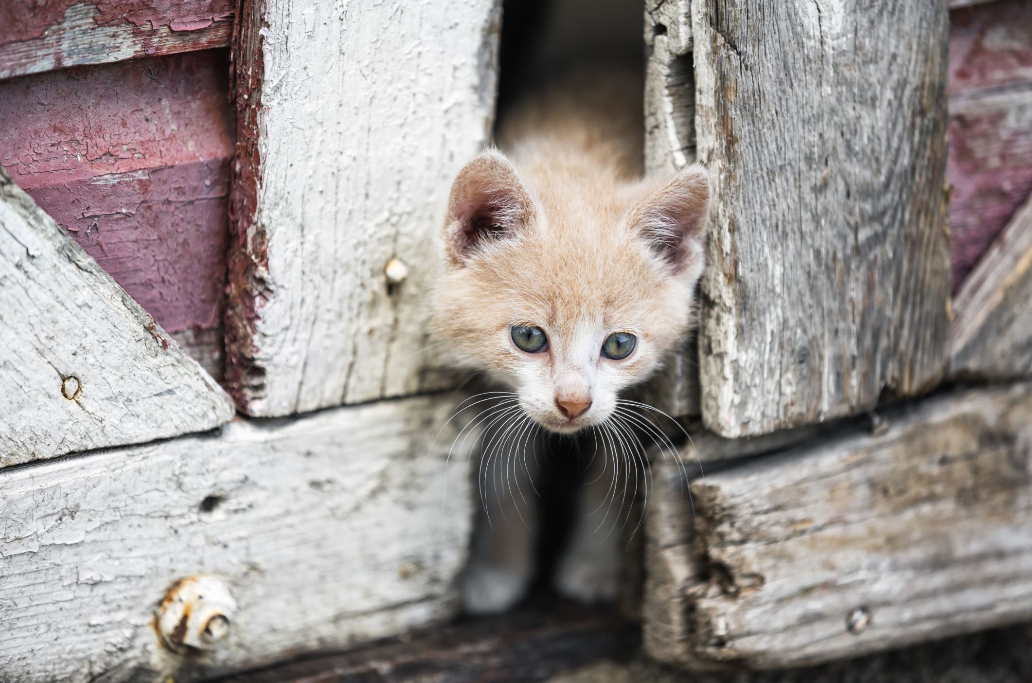 Buff ginger kitten, Weathered barn siding, Peeking kitten, HD Desktop wallpaper