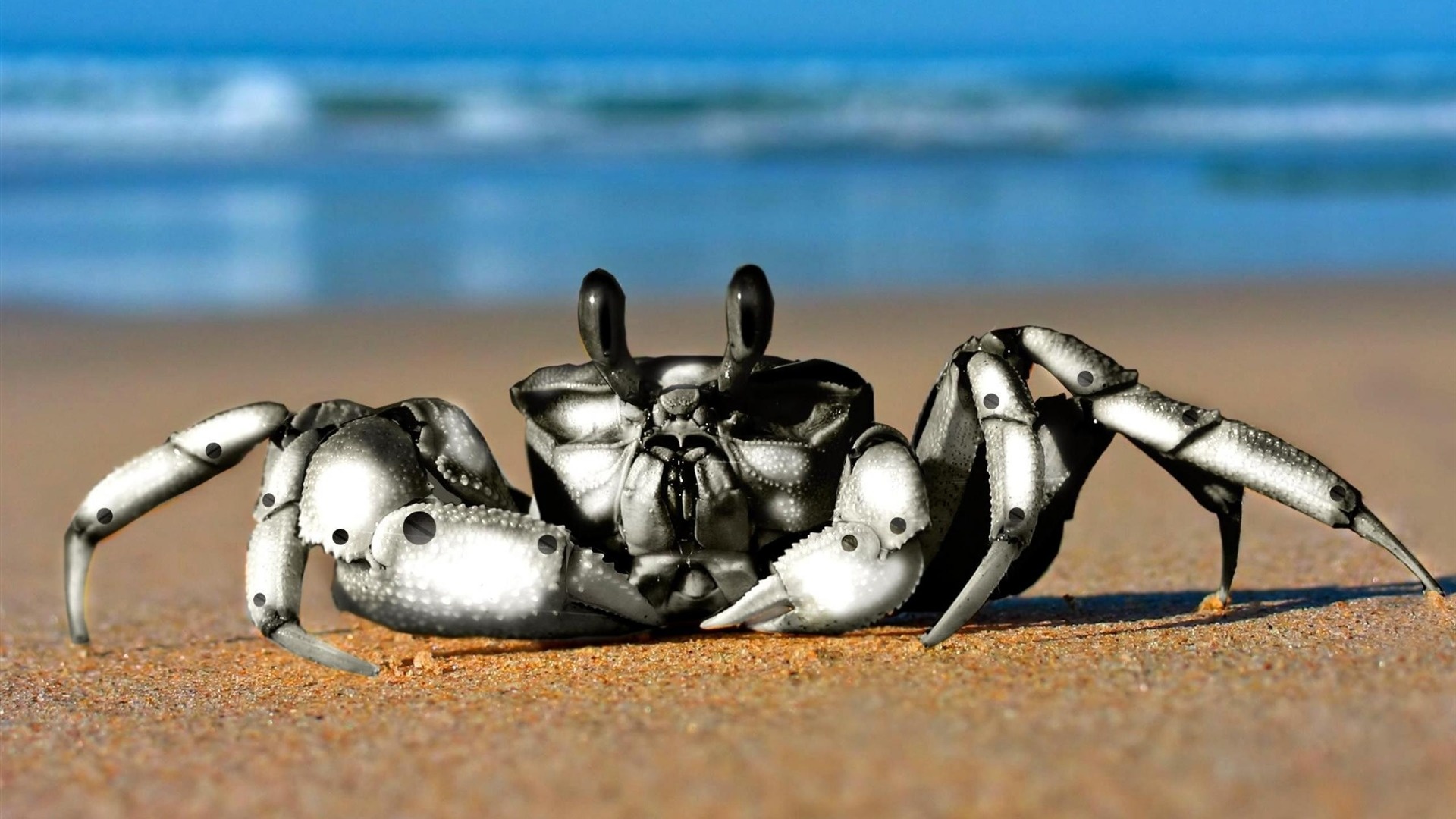 Robot, Crabs Wallpaper, 1920x1080 Full HD Desktop