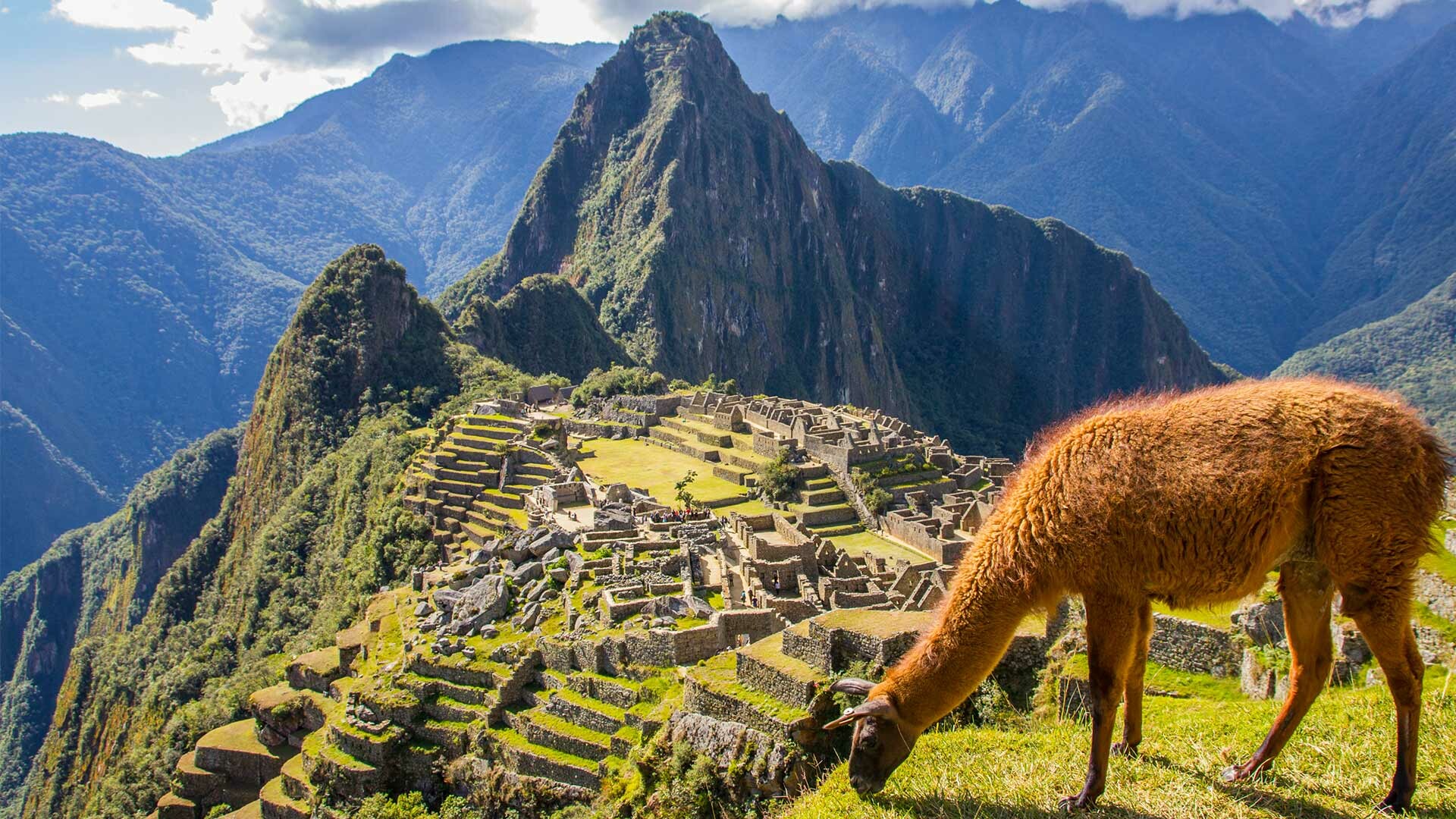 Llama, Machu Picchu Wallpaper, 1920x1080 Full HD Desktop