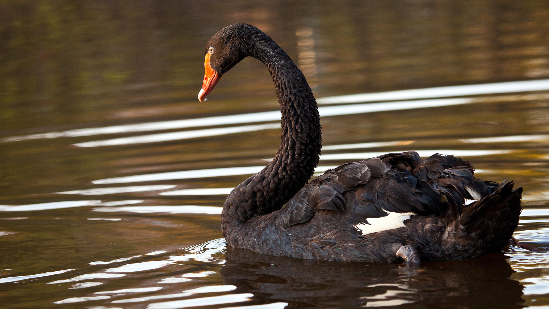 Animal, Black Swan, Wallpaper, Bird, 1920x1080 Full HD Desktop