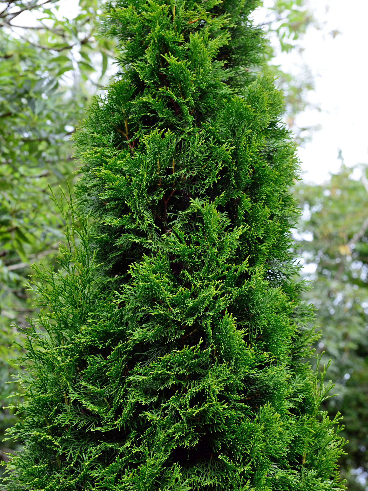 Occidentalis pflanzen, Gardening guide, Beautiful evergreen, Mein Schner Garten, 1500x2000 HD Phone