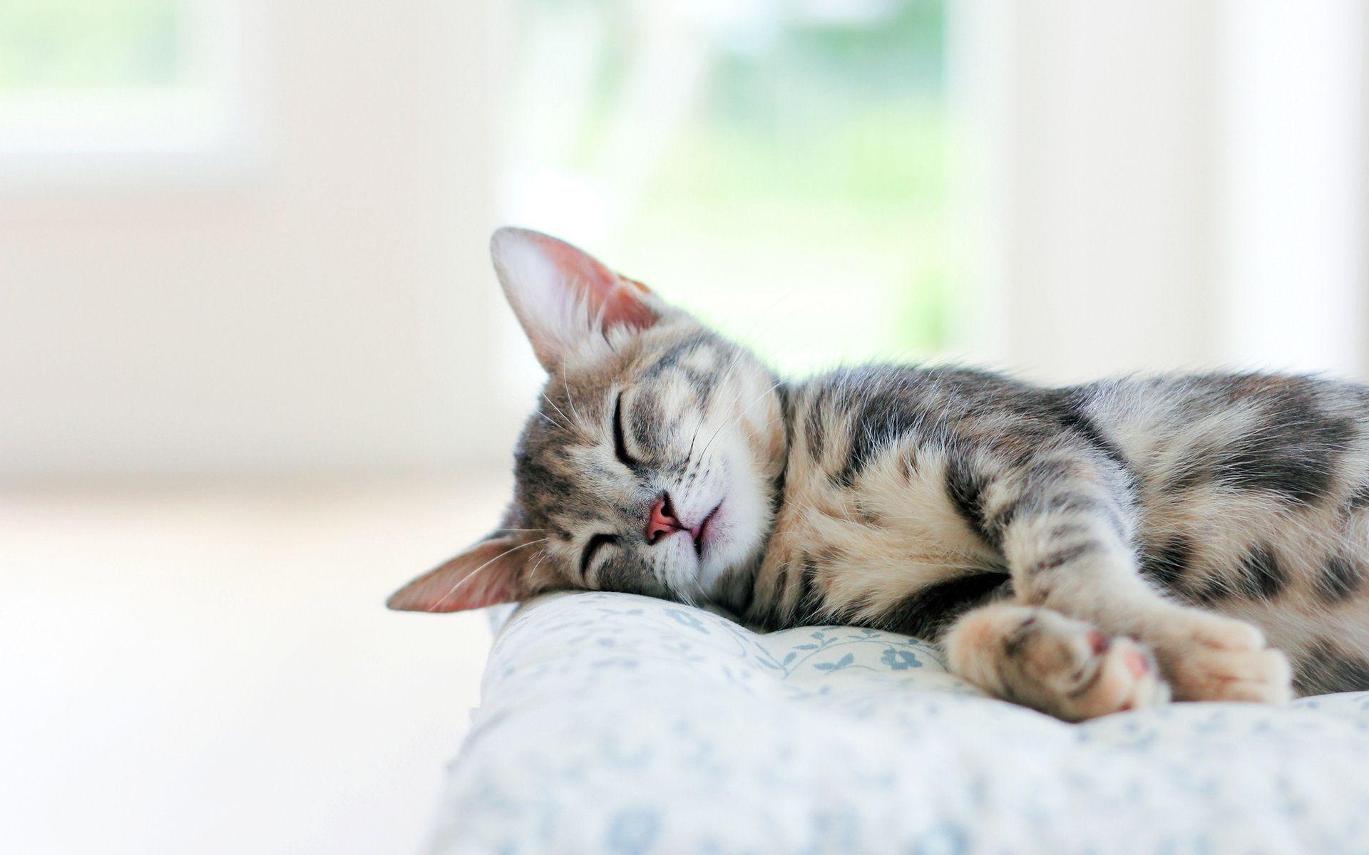 sleeping tabby kitten, floral print cushion, sunlit indoor room, HD Desktop wallpaper