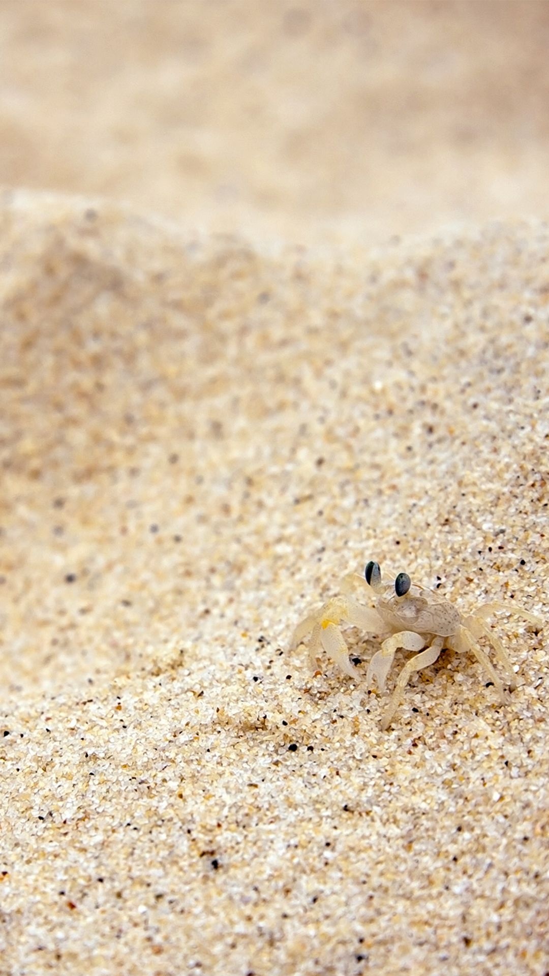 Sand crab, Crabs Wallpaper, 1080x1920 Full HD Phone